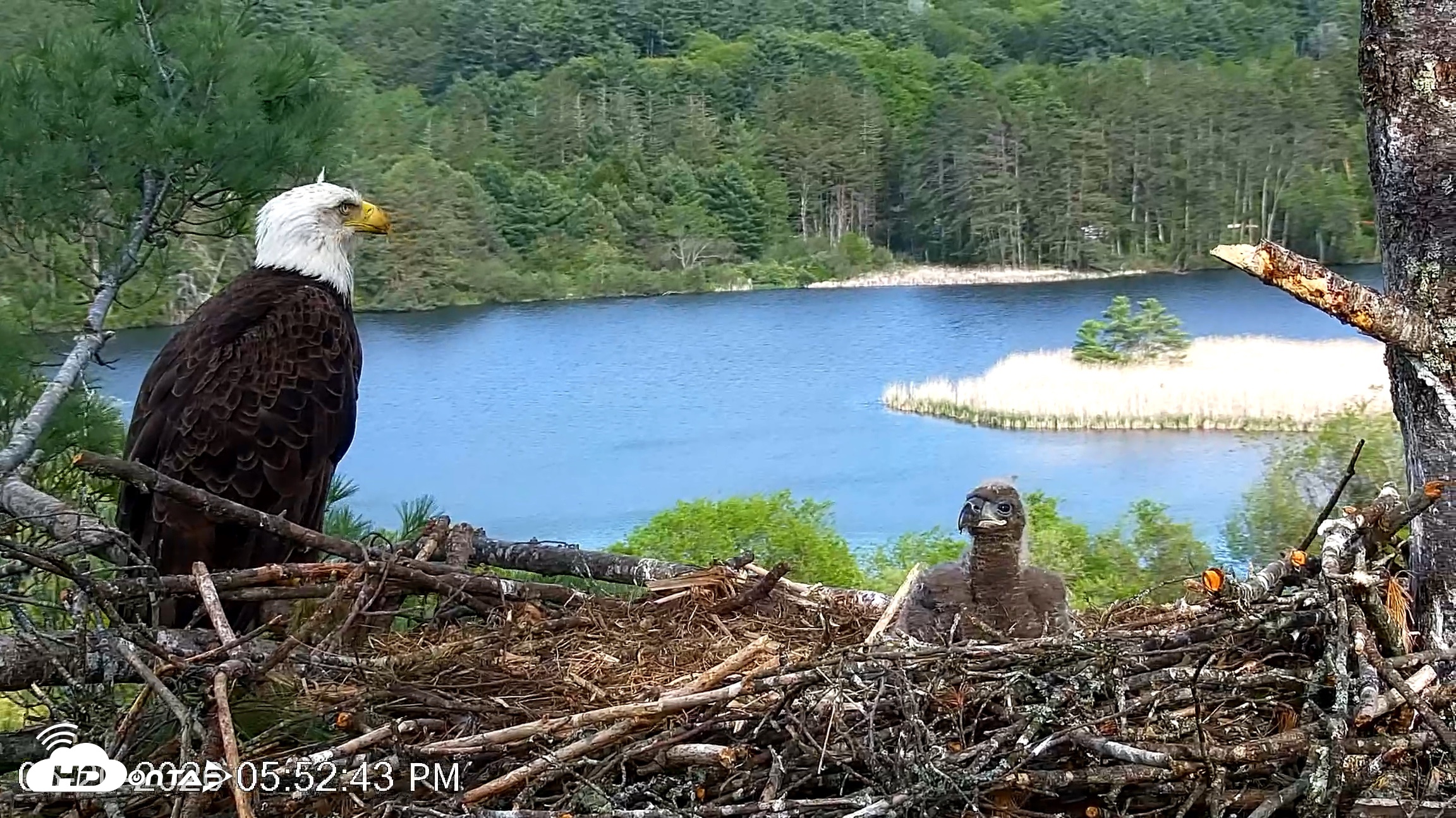 Snapshot of VINS Bald Eagles Nest Live Cams taken May 20, 2026, 5:53pm EDT