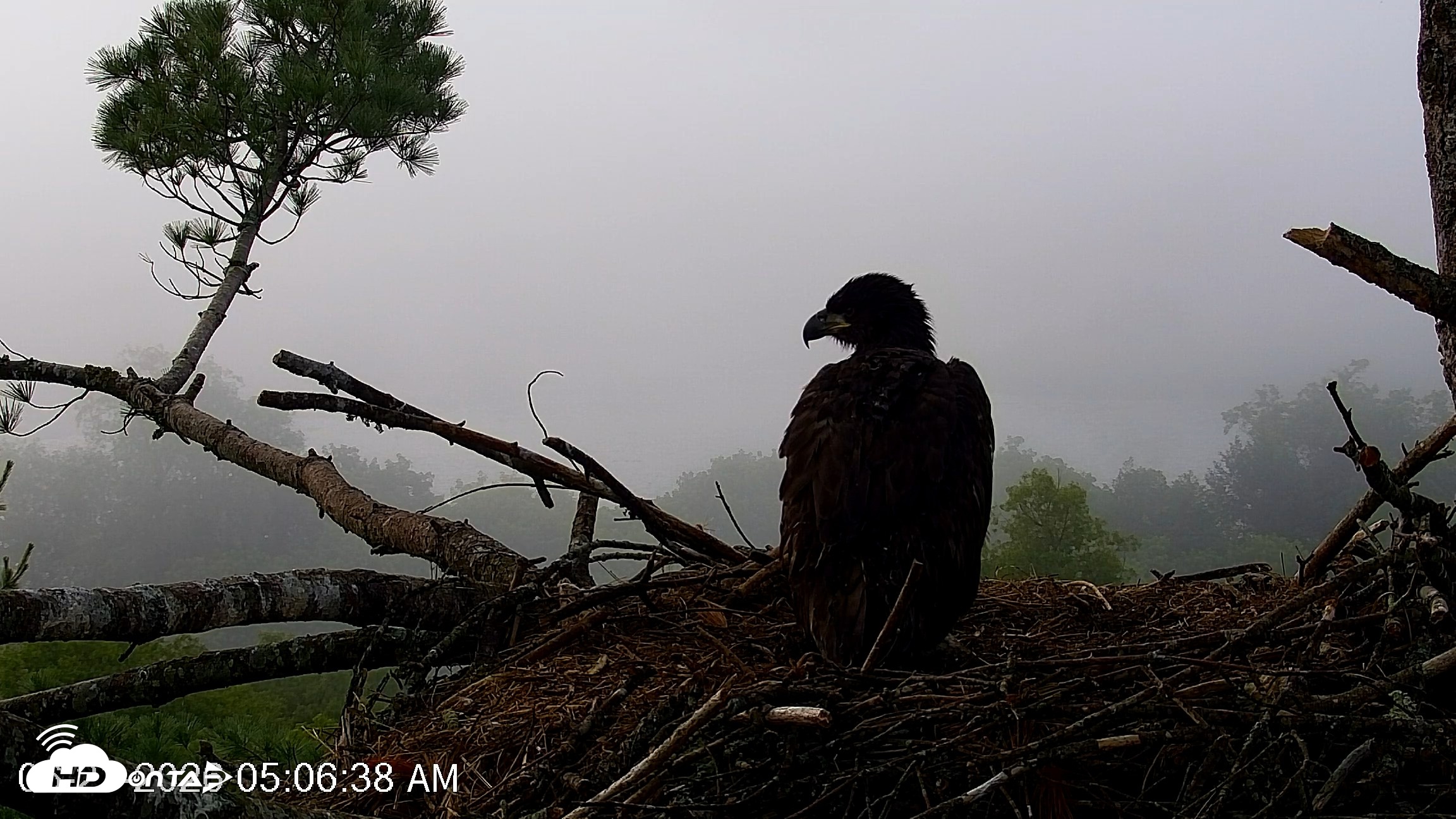Snapshot of VINS Bald Eagles Nest Live Cams taken Jun 21, 2026, 5:08am EDT