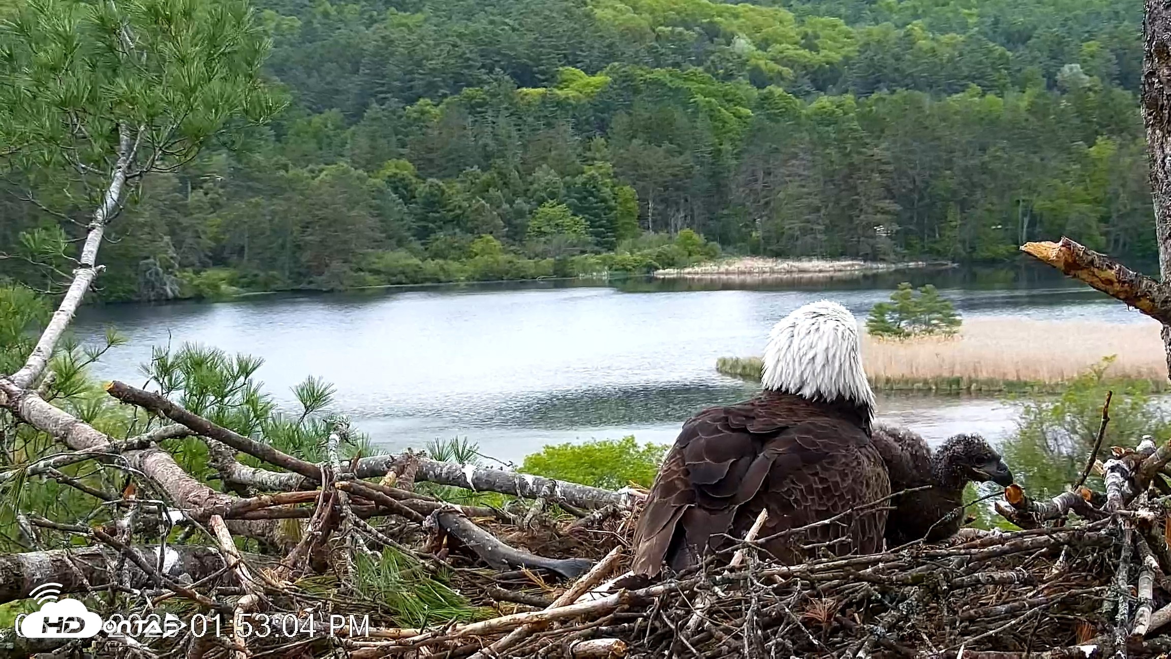 Snapshot of VINS Bald Eagles Nest Live Cams taken May 23, 2026, 1:53pm EDT
