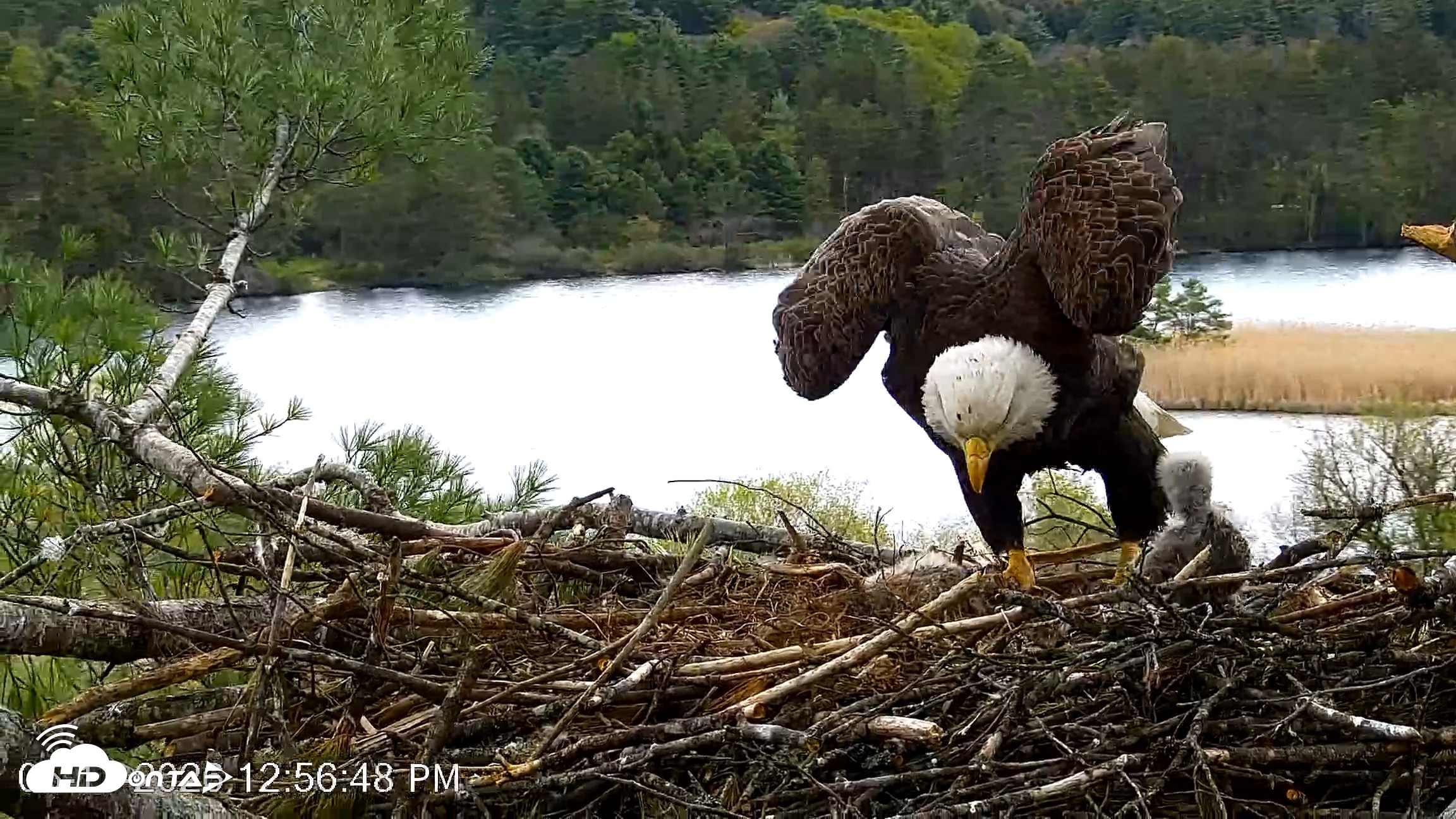 Snapshot of VINS Bald Eagles Nest Live Cams taken May 11, 2026, 12:57pm EDT