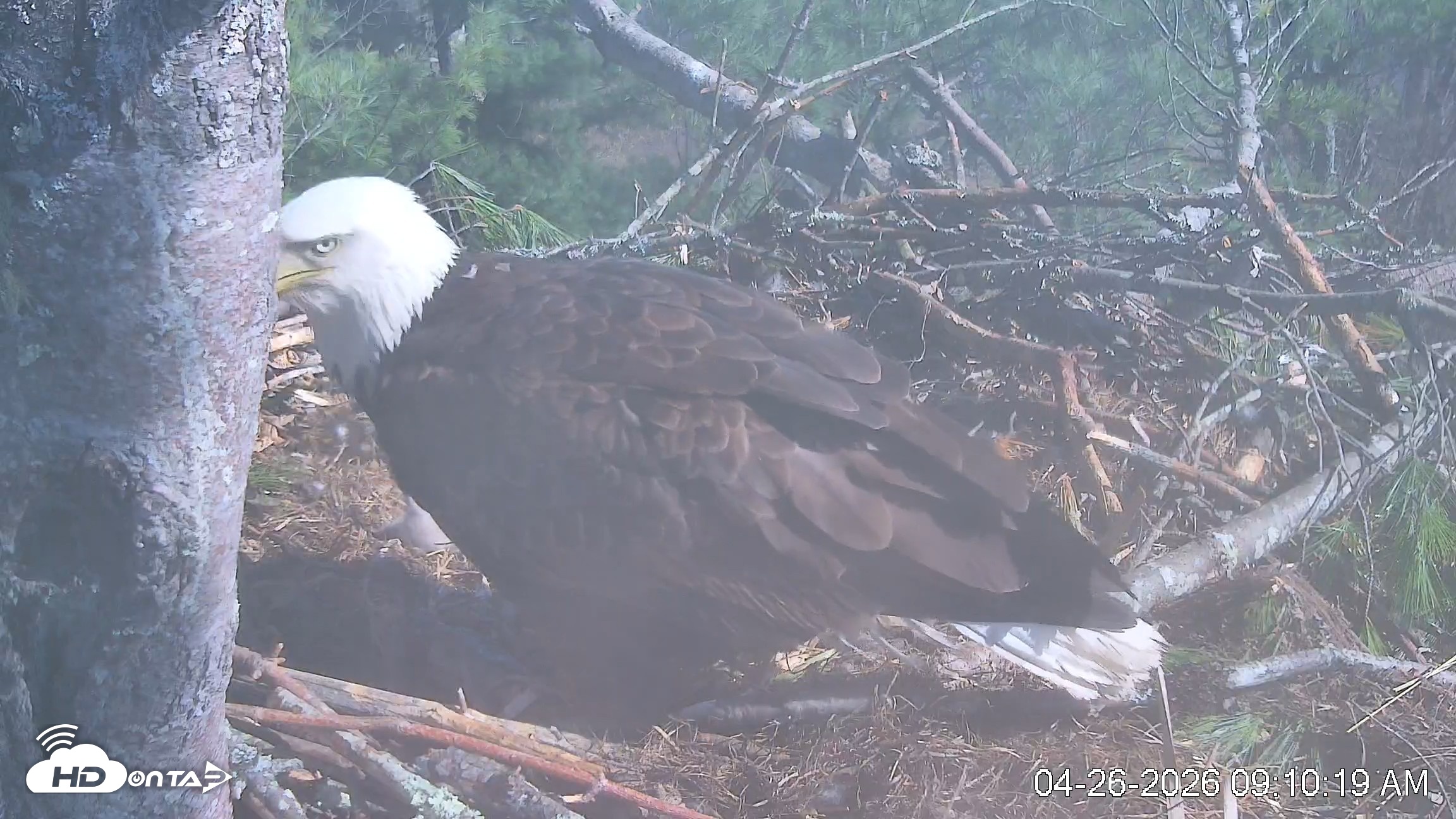 Snapshot of VINS Bald Eagles Nest Live Cams taken Apr 26, 2026, 9:10am EDT