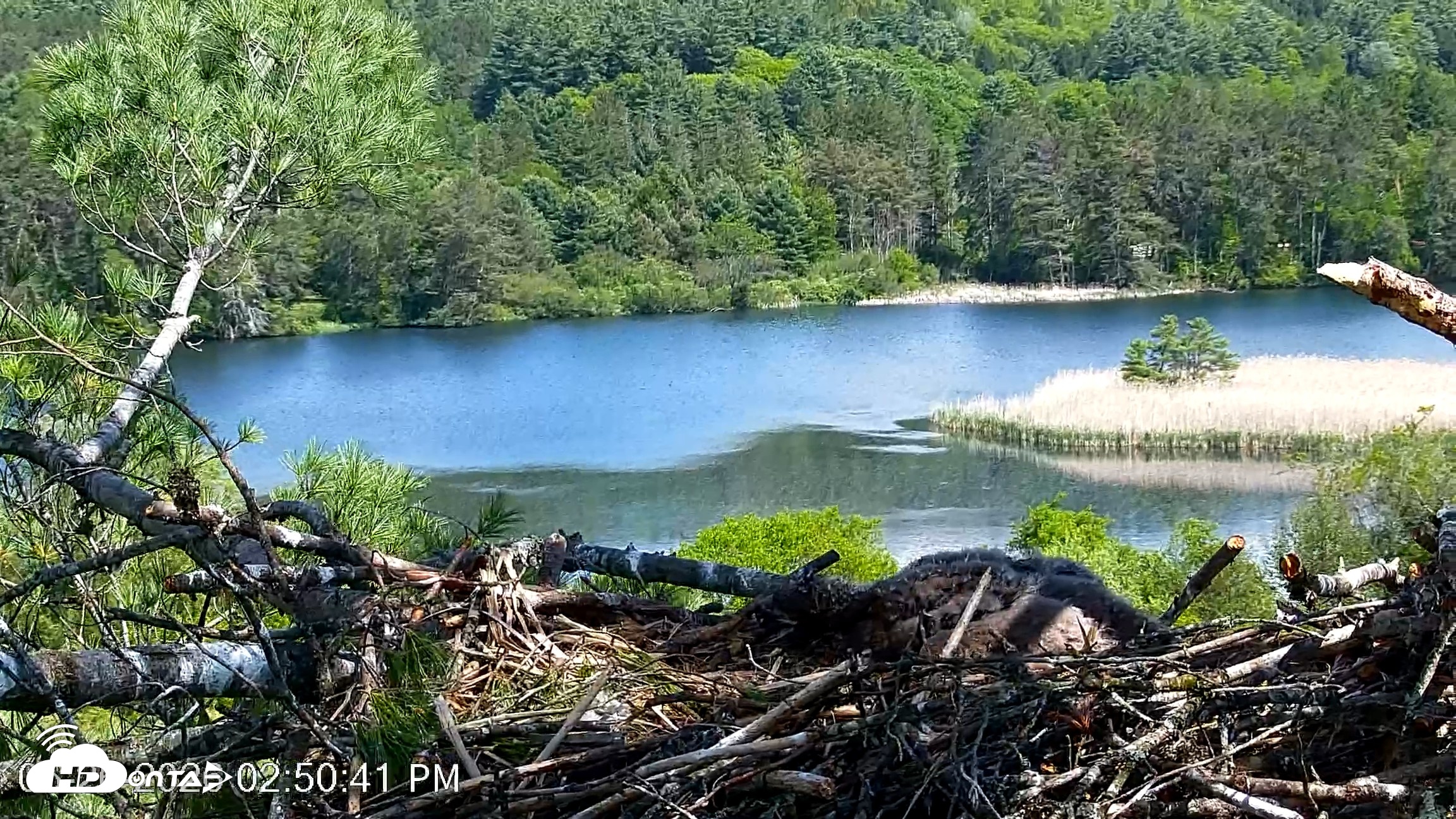 Snapshot of VINS Bald Eagles Nest Live Cams taken May 26, 2026, 2:51pm EDT