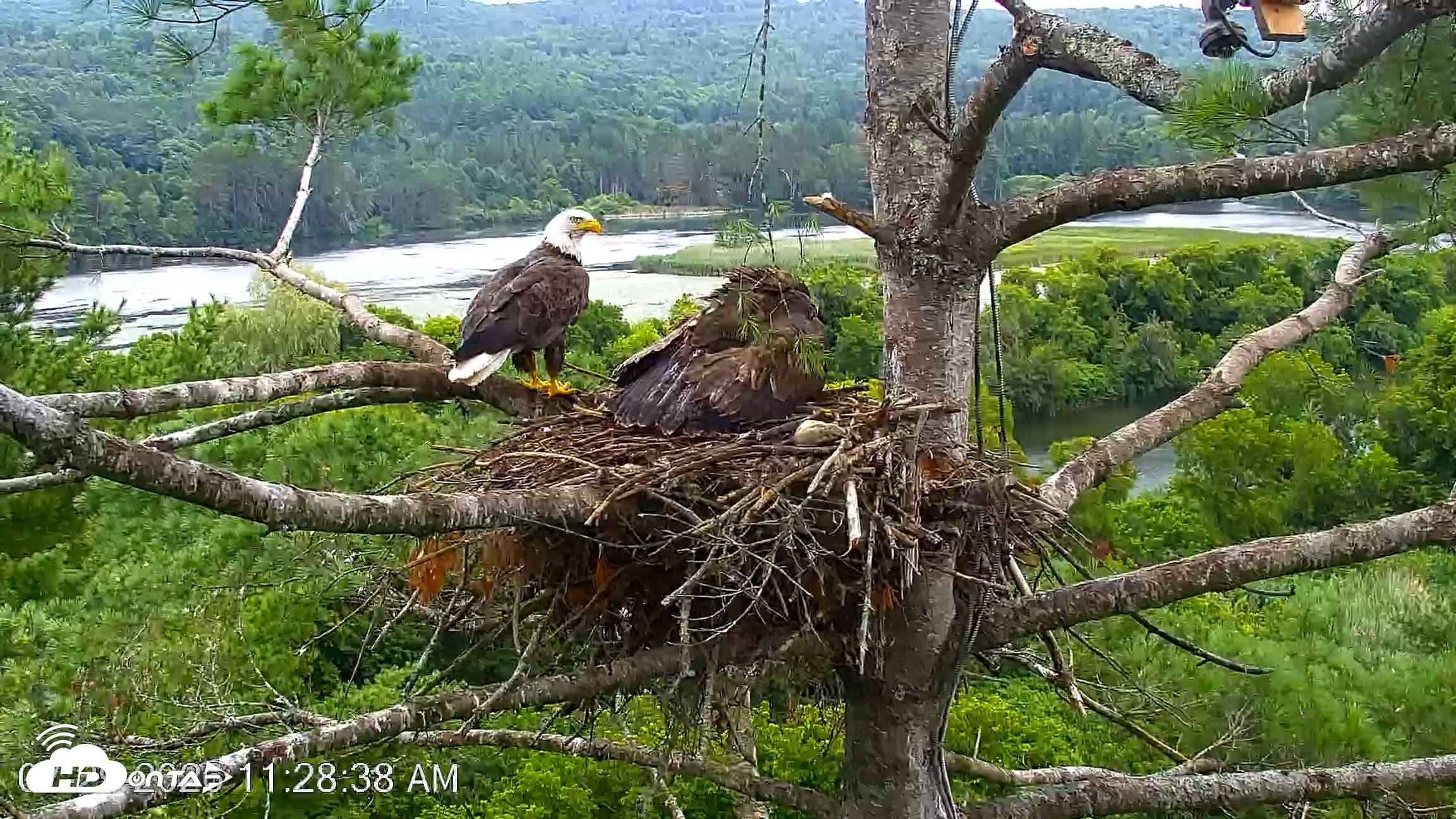 Snapshot of VINS Bald Eagles Nest Live Cams taken Jul 29, 2026, 11:29am EDT