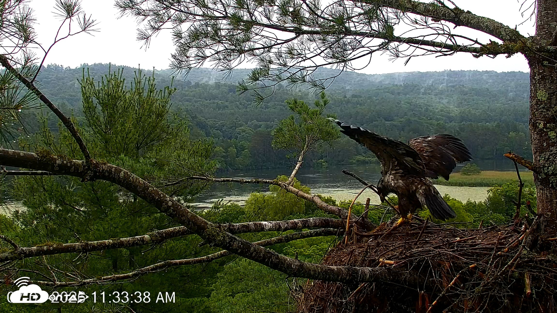 Snapshot of VINS Bald Eagles Nest Live Cams taken Jul 7, 2026, 11:34am EDT