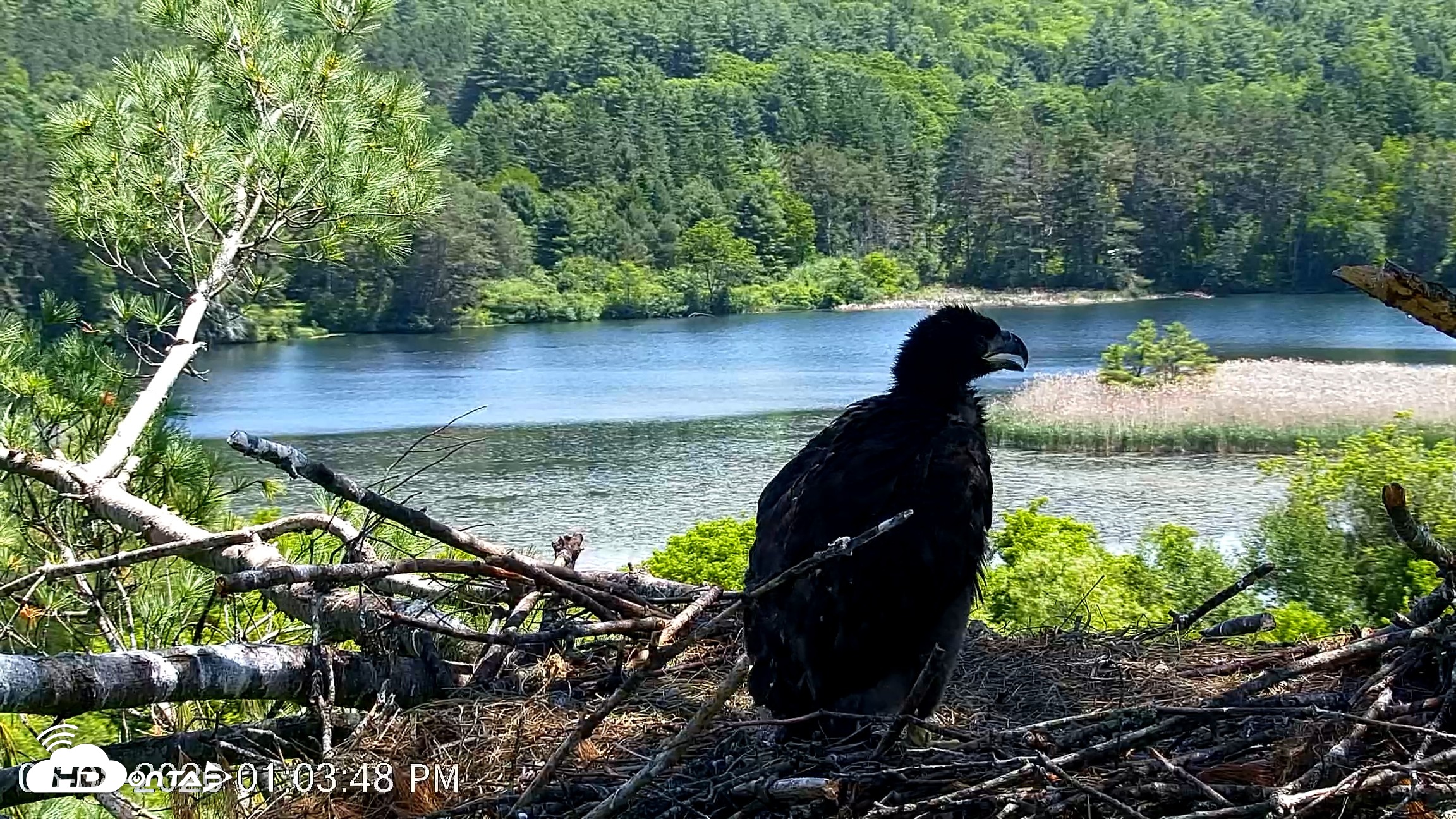 Snapshot of VINS Bald Eagles Nest Live Cams taken Jun 8, 2026, 1:04pm EDT