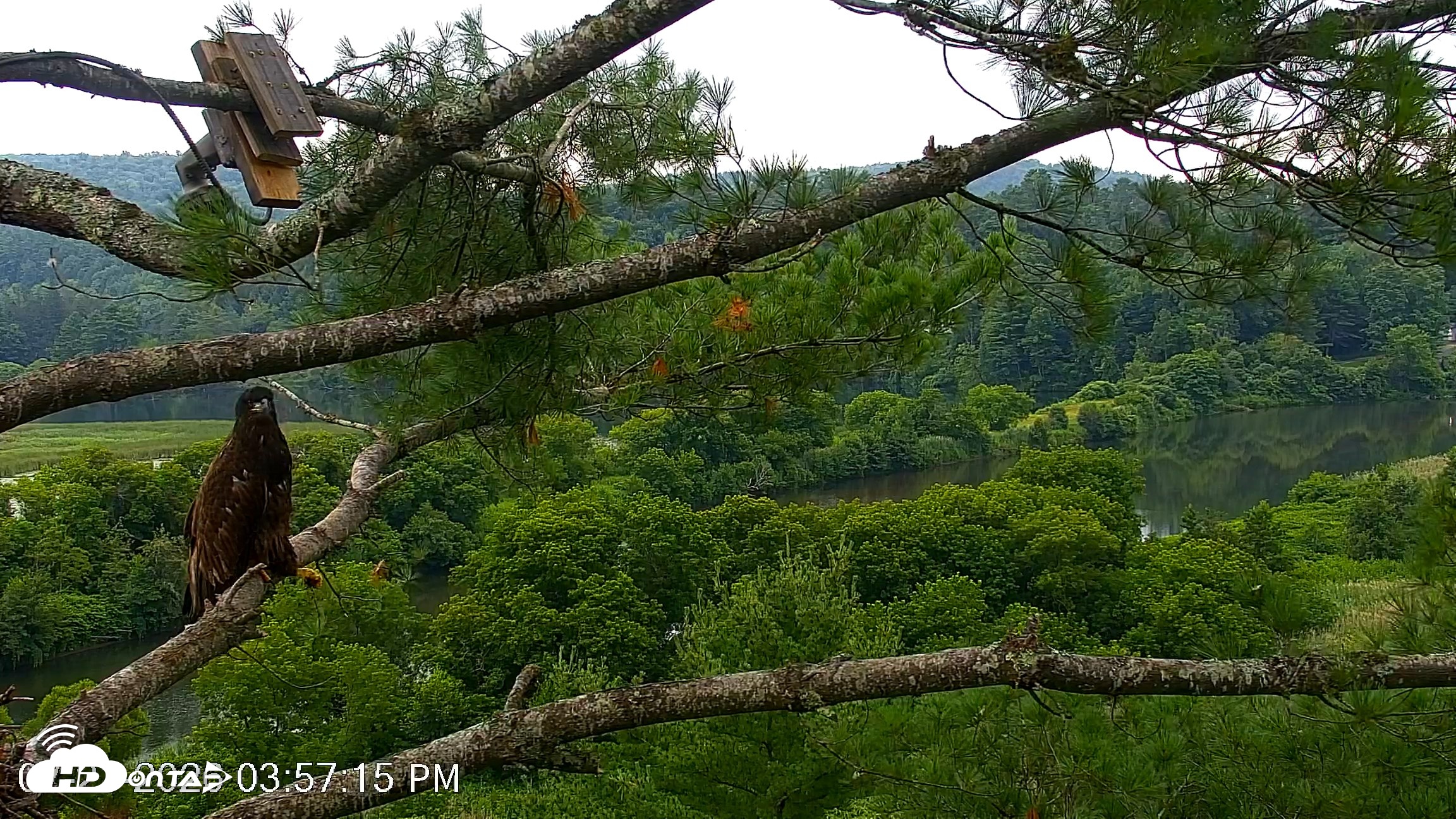 Snapshot of VINS Bald Eagles Nest Live Cams taken Jul 21, 2026, 3:57pm EDT