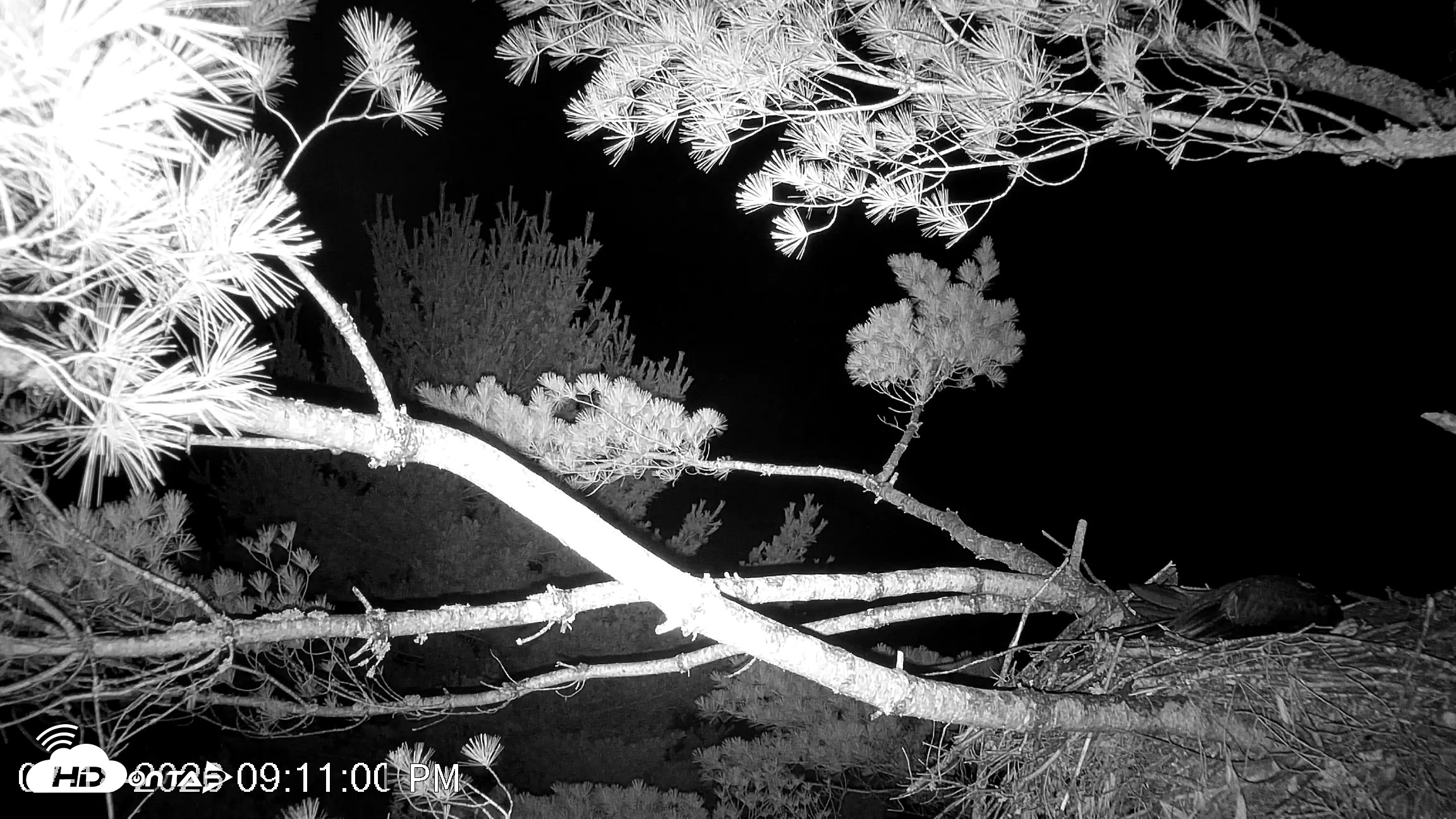 Snapshot of VINS Bald Eagles Nest Live Cams taken Jul 18, 2026, 9:11pm EDT