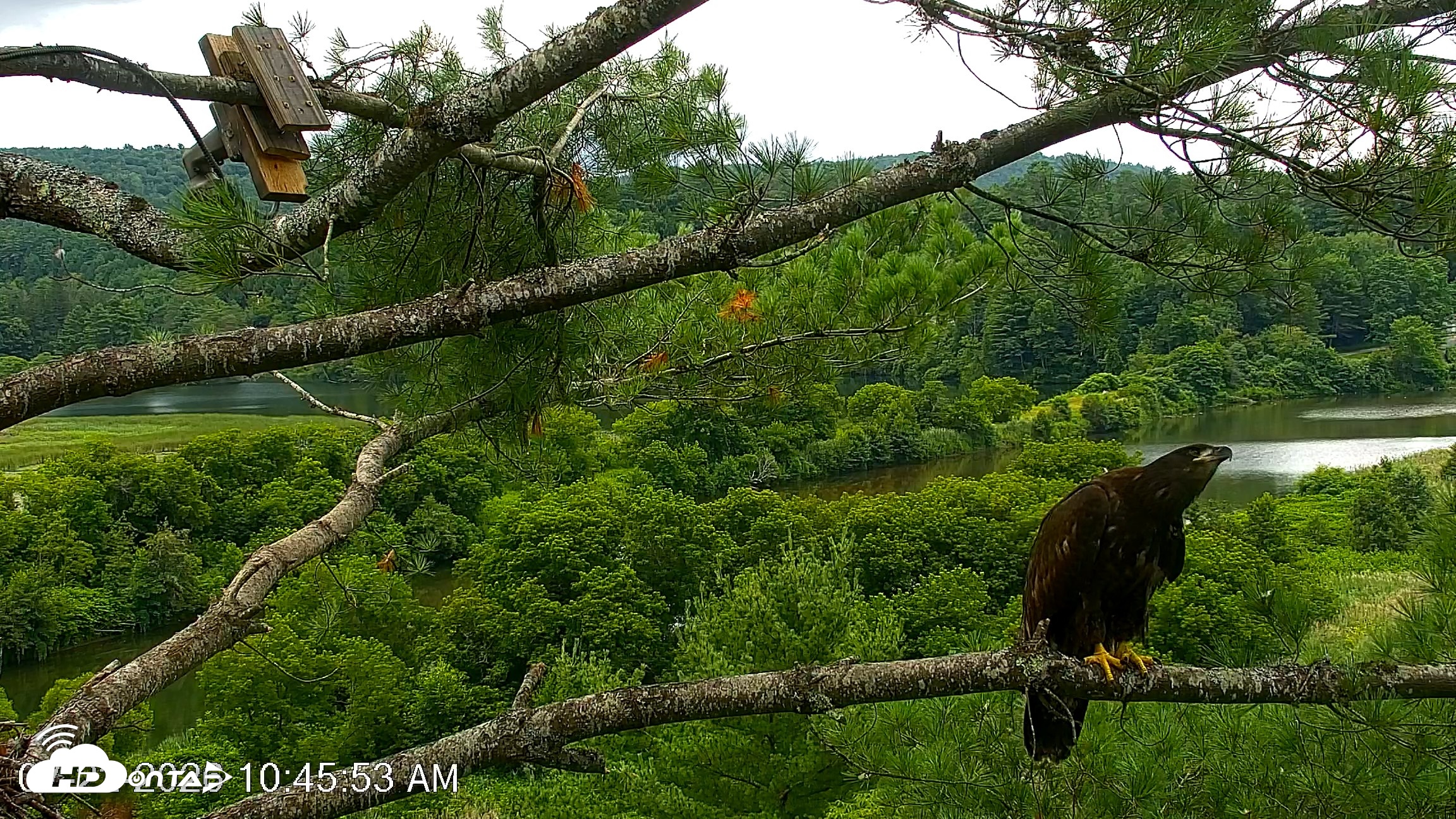 Snapshot of VINS Bald Eagles Nest Live Cams taken Jul 22, 2026, 10:46am EDT