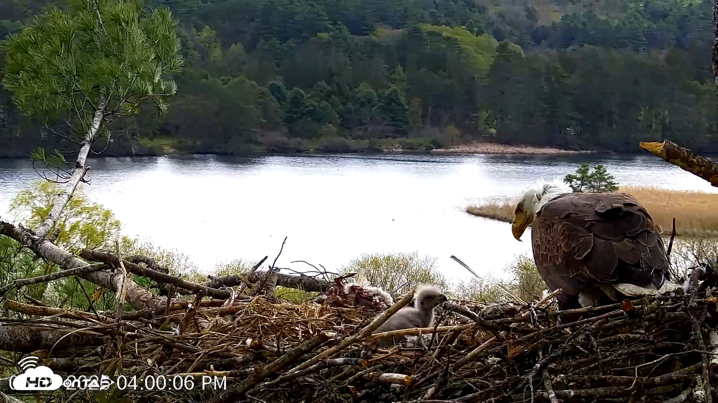 Snapshot of VINS Bald Eagles Nest Live Cams taken May 5, 2026, 4:00pm EDT