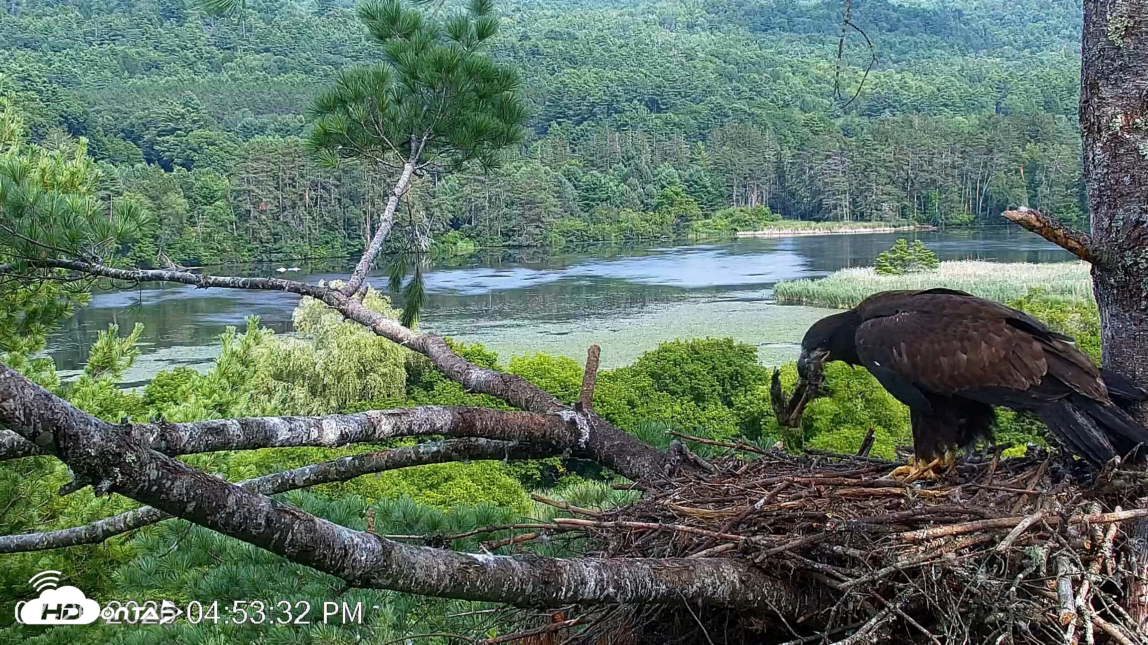Snapshot of VINS Bald Eagles Nest Live Cams taken Jul 26, 2026, 4:54pm EDT