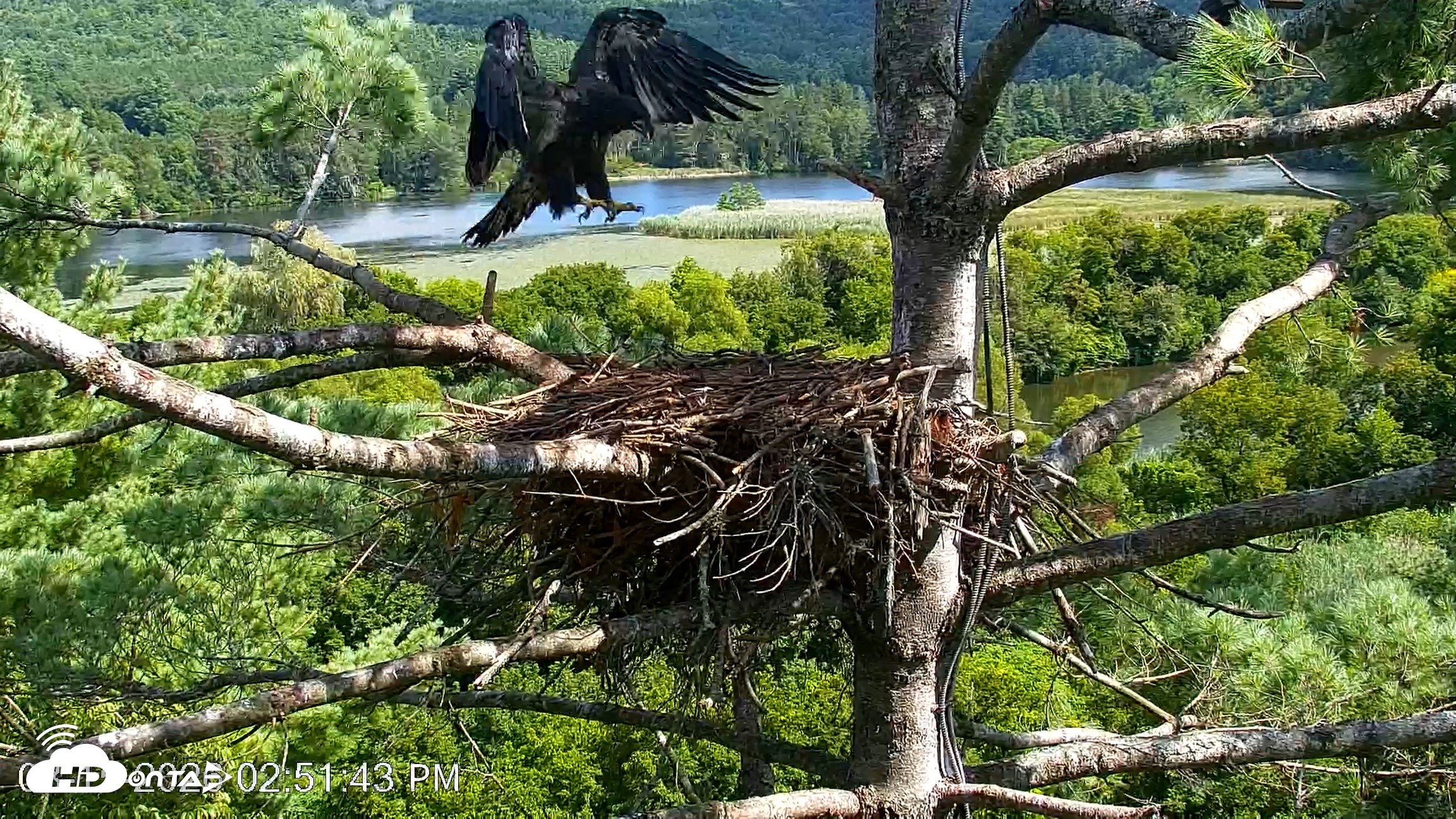 Snapshot of VINS Bald Eagles Nest Live Cams taken Aug 15, 2026, 2:52pm EDT
