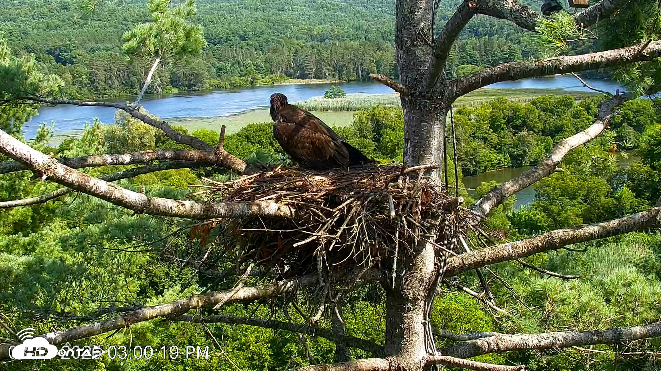 Snapshot of VINS Bald Eagles Nest Live Cams taken Aug 11, 2026, 3:01pm EDT