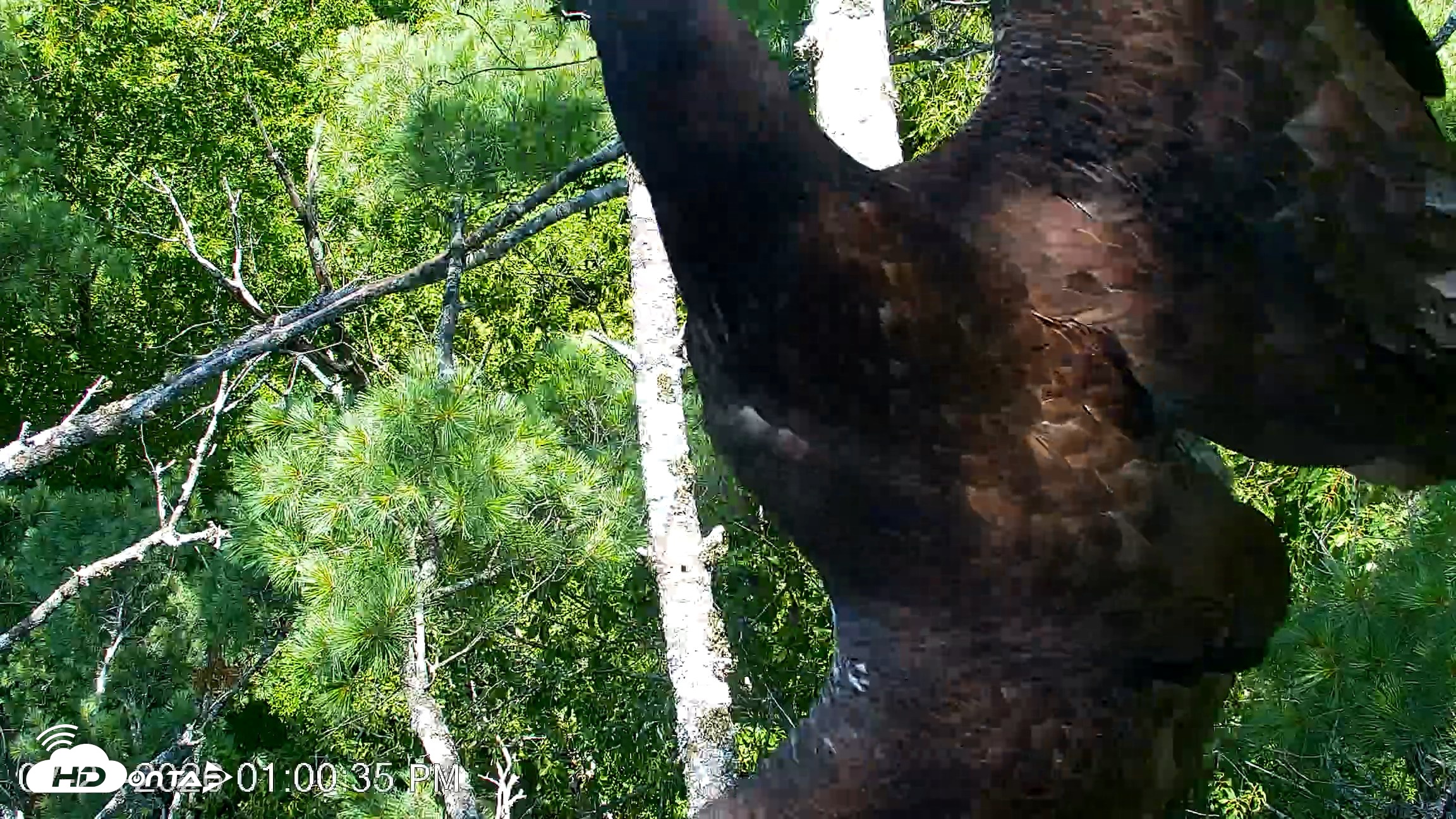 Snapshot of VINS Bald Eagles Nest Live Cams taken Jul 27, 2026, 1:01pm EDT