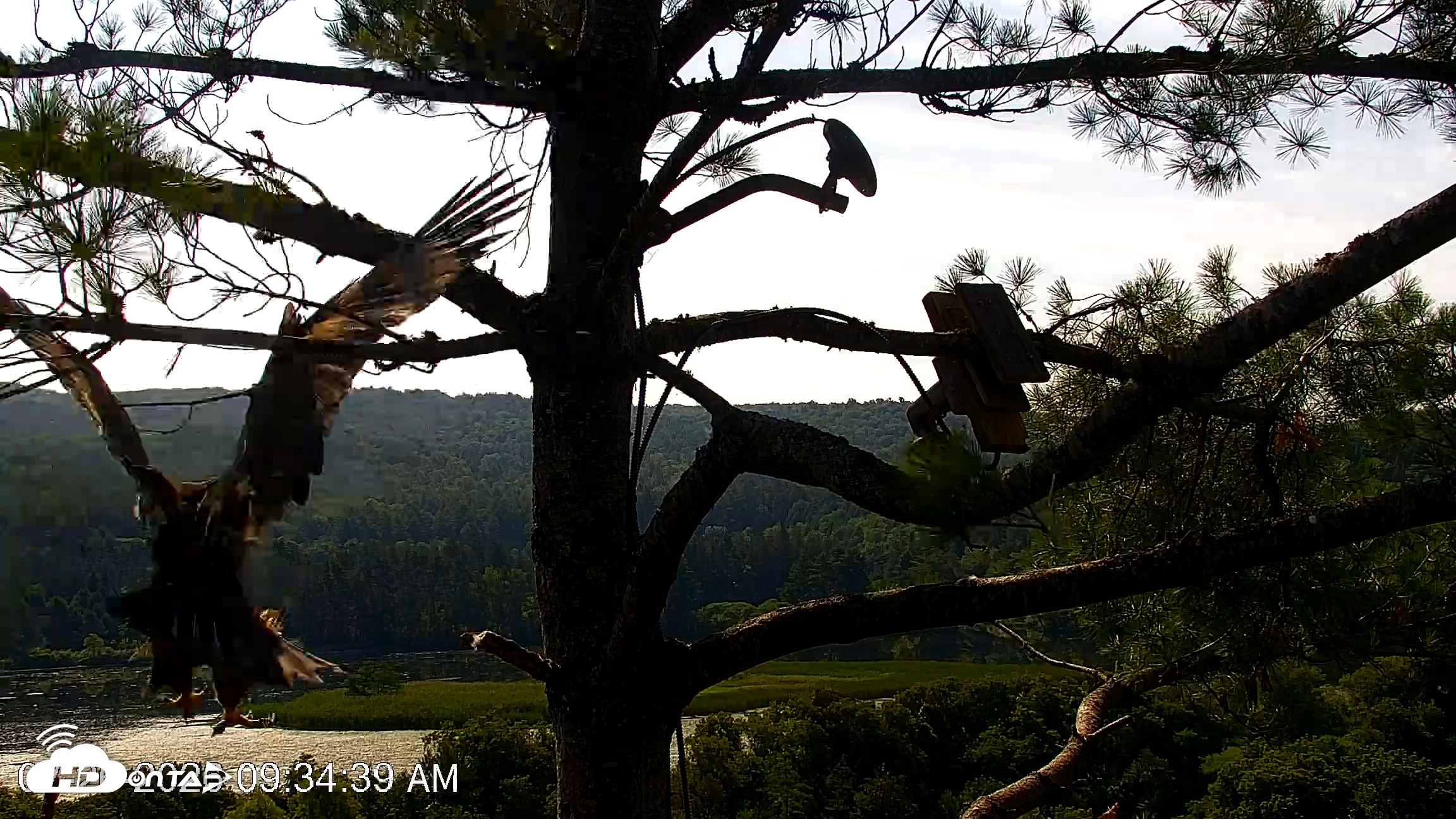 Snapshot of VINS Bald Eagles Nest Live Cams taken Jul 26, 2026, 9:35am EDT