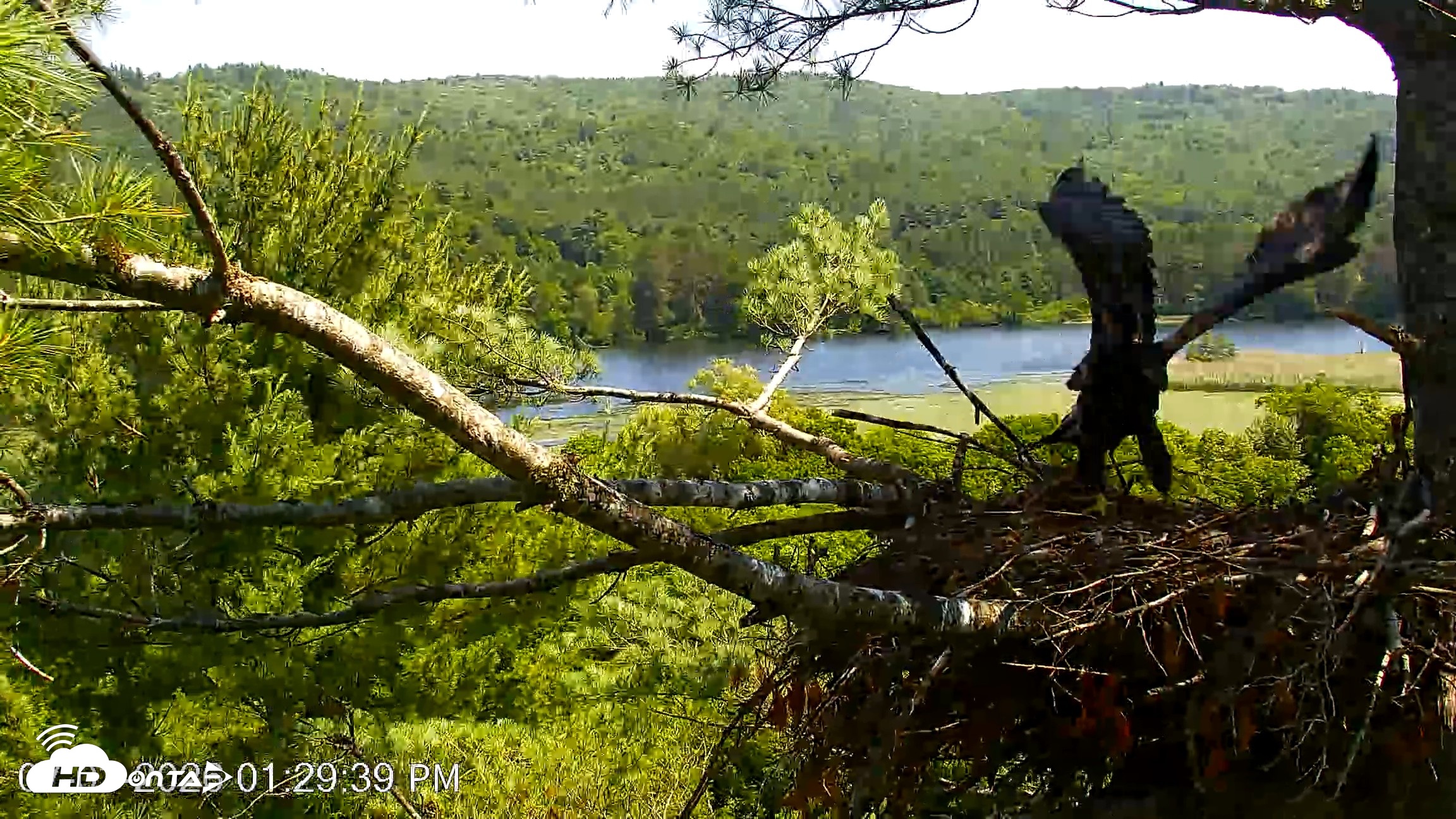 Snapshot of VINS Bald Eagles Nest Live Cams taken Jul 3, 2026, 1:30pm EDT