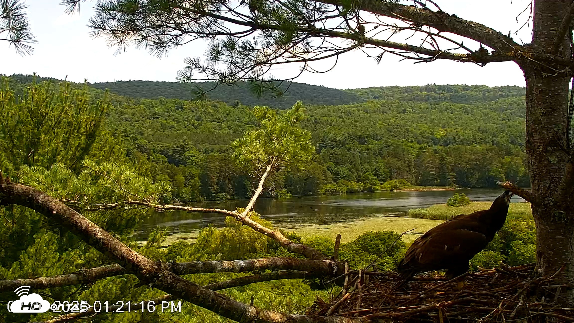 Snapshot of VINS Bald Eagles Nest Live Cams taken Jul 20, 2026, 1:22pm EDT