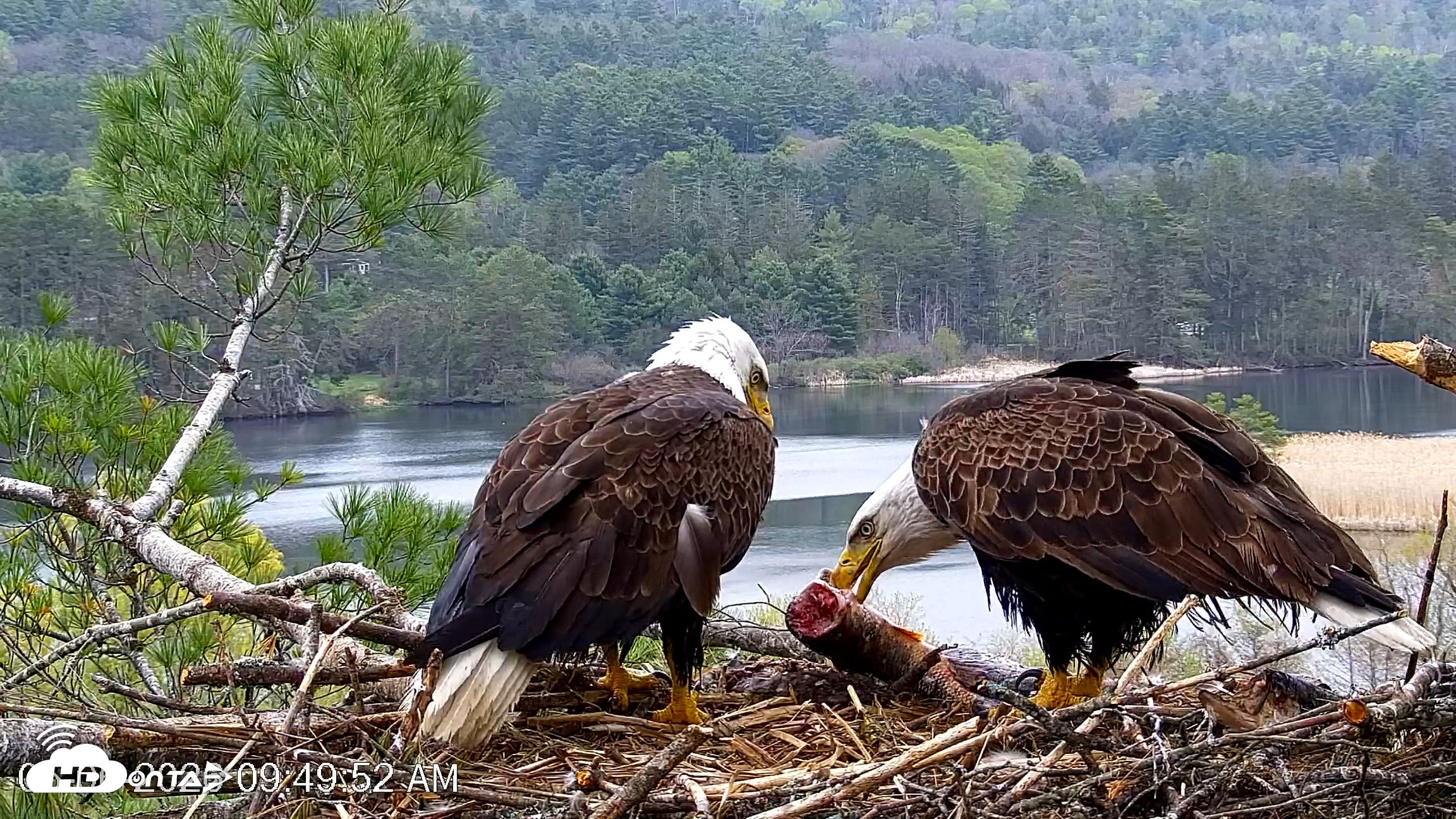Snapshot of VINS Bald Eagles Nest Live Cams taken May 6, 2026, 9:50am EDT