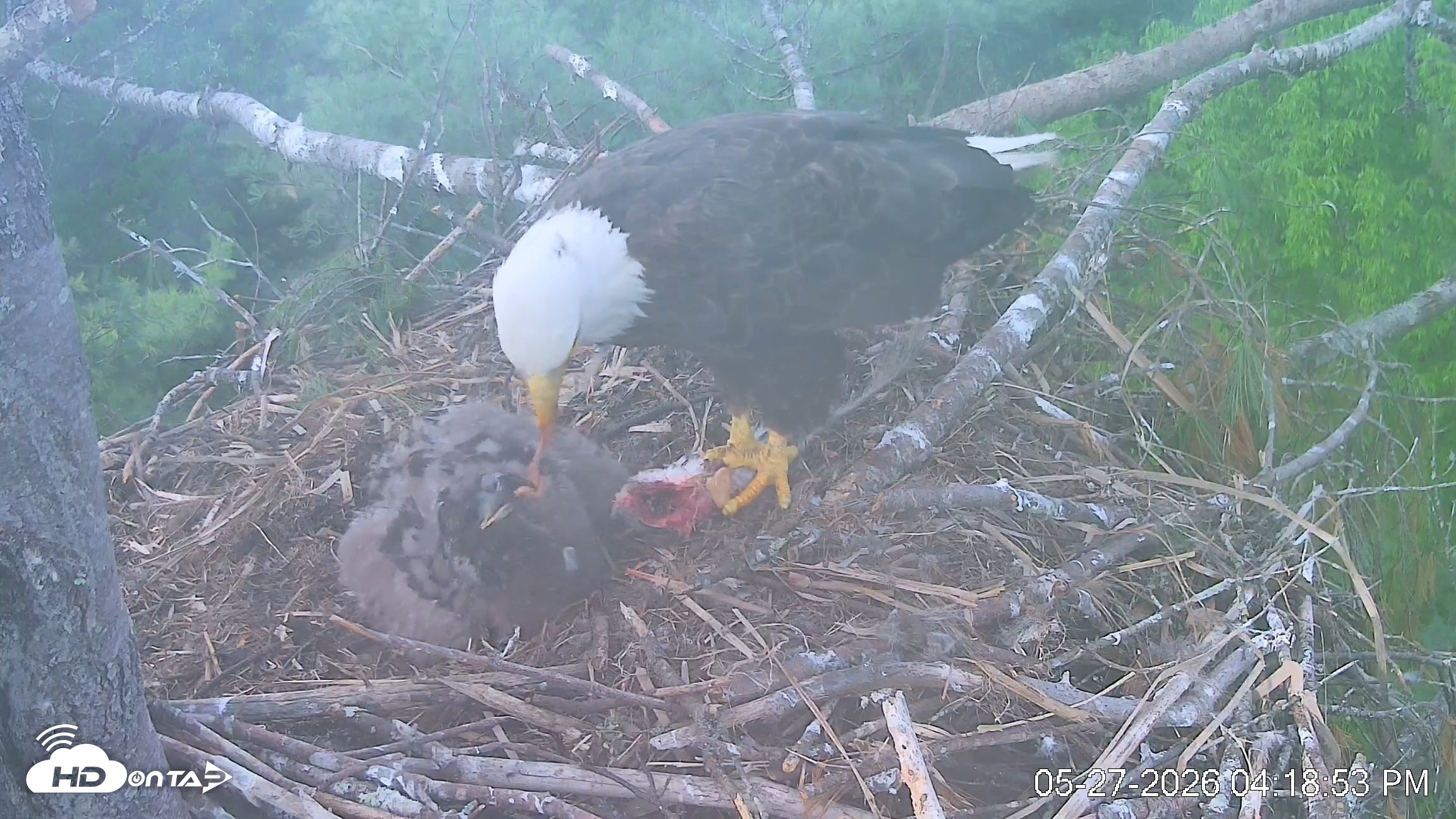 Snapshot of VINS Bald Eagles Nest Live Cams taken May 27, 2026, 4:19pm EDT