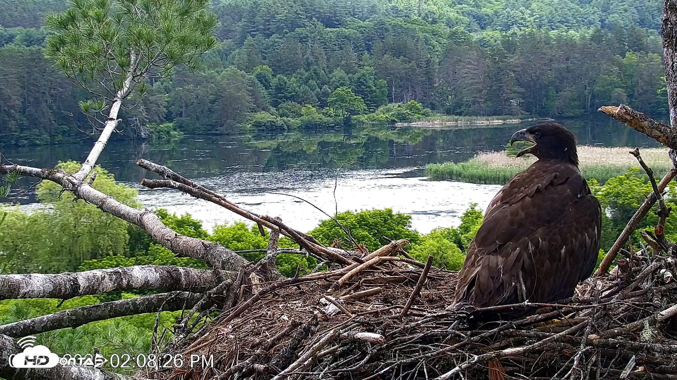 Snapshot of VINS Bald Eagles Nest Live Cams taken Jun 27, 2026, 2:09pm EDT