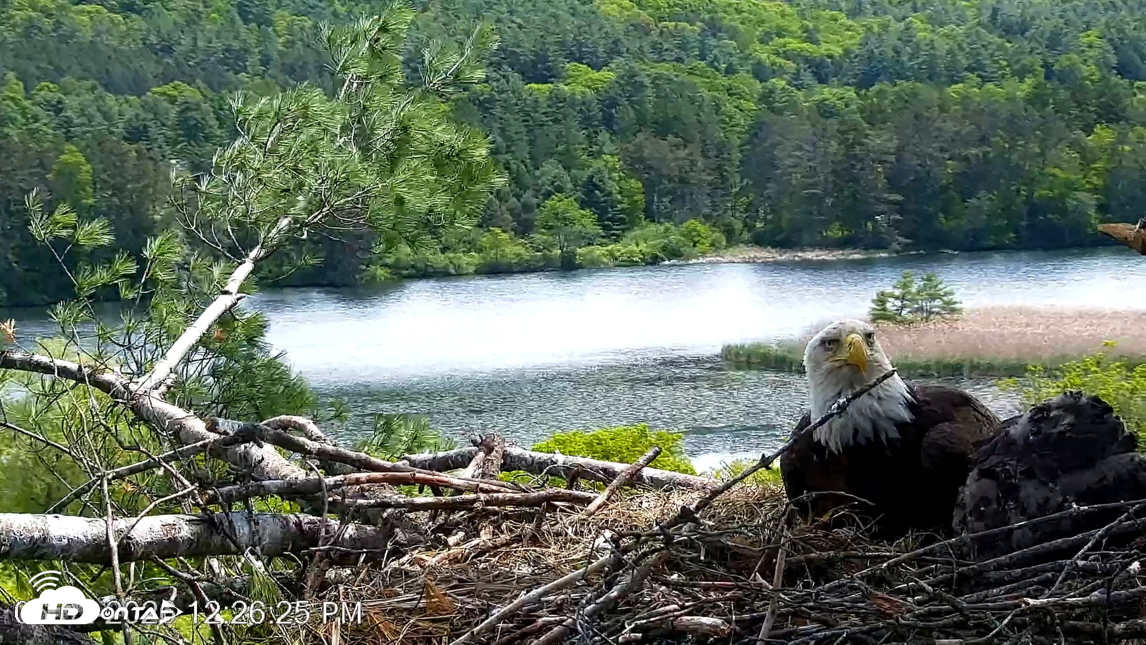Snapshot of VINS Bald Eagles Nest Live Cams taken Jun 2, 2026, 12:27pm EDT