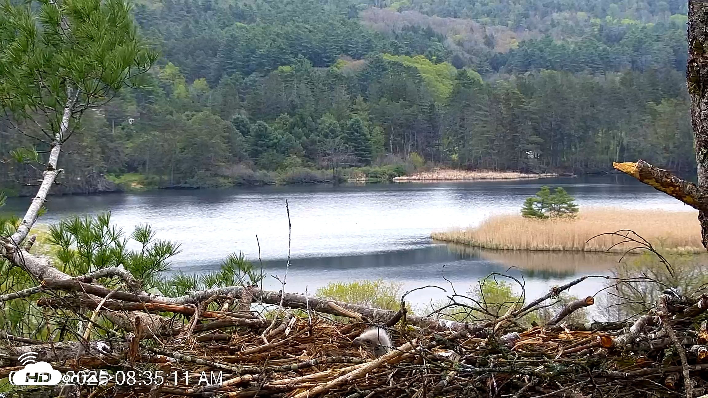 Snapshot of VINS Bald Eagles Nest Live Cams taken May 10, 2026, 8:35am EDT