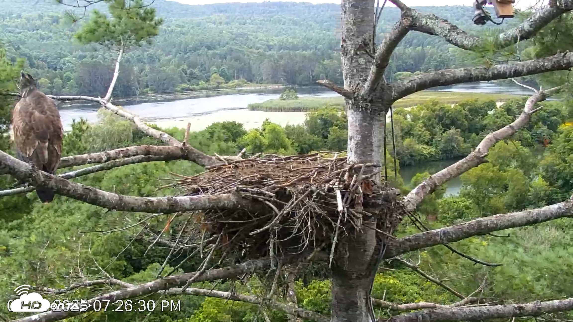 Snapshot of VINS Bald Eagles Nest Live Cams taken Aug 22, 2026, 7:27pm EDT