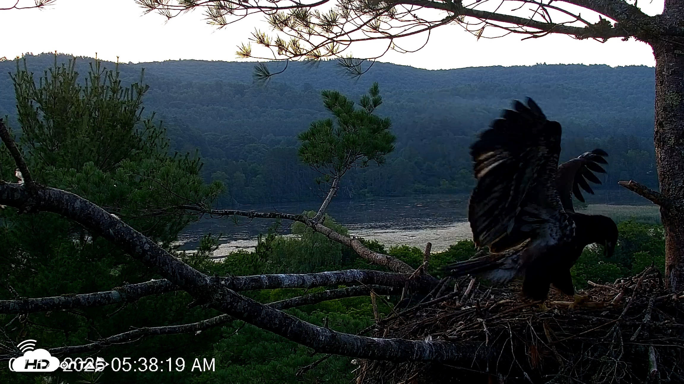 Snapshot of VINS Bald Eagles Nest Live Cams taken Jul 14, 2026, 5:39am EDT