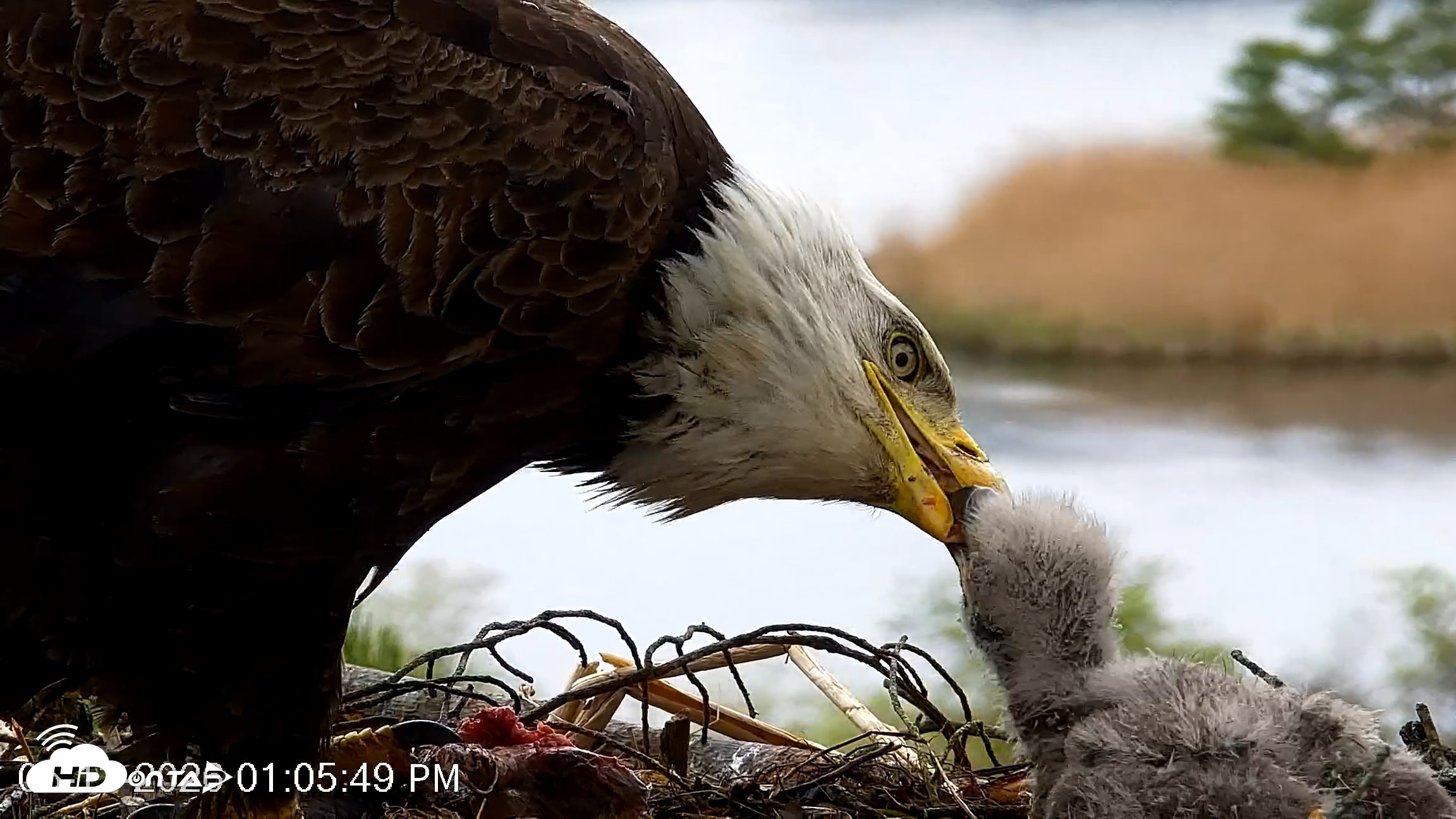 Snapshot of VINS Bald Eagles Nest Live Cams taken May 13, 2026, 1:06pm EDT