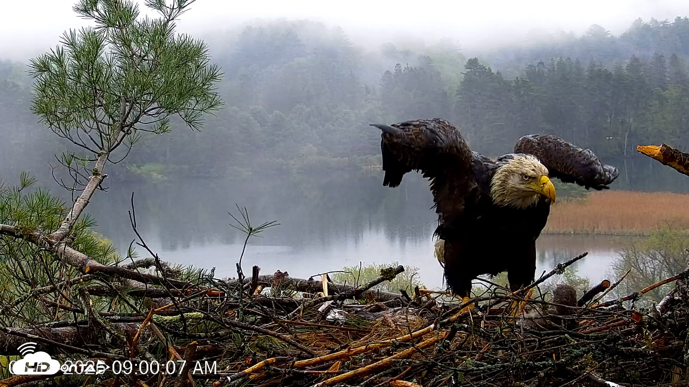 Snapshot of VINS Bald Eagles Nest Live Cams taken May 14, 2026, 9:01am EDT