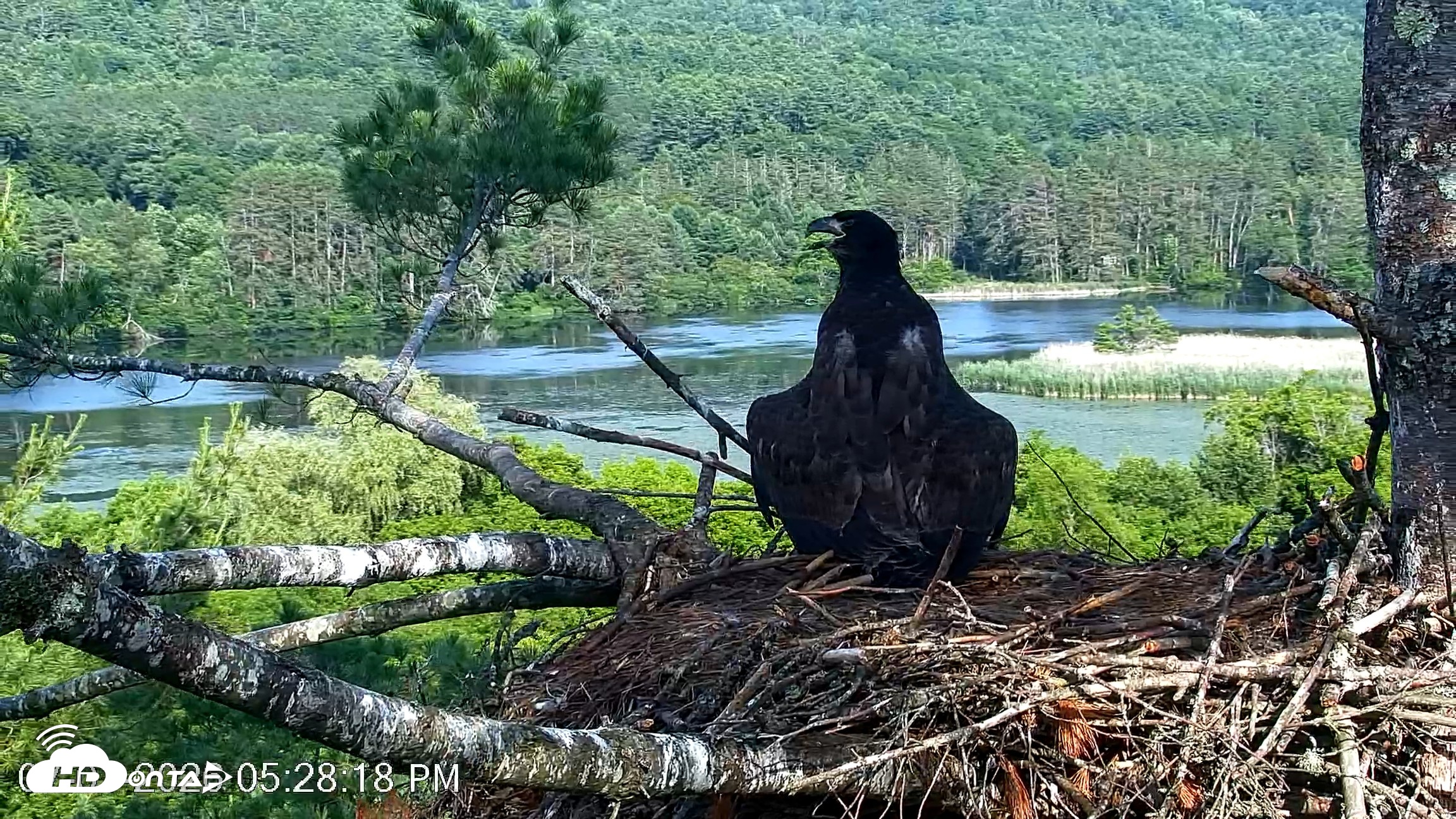 Snapshot of VINS Bald Eagles Nest Live Cams taken Jul 1, 2026, 5:29pm EDT