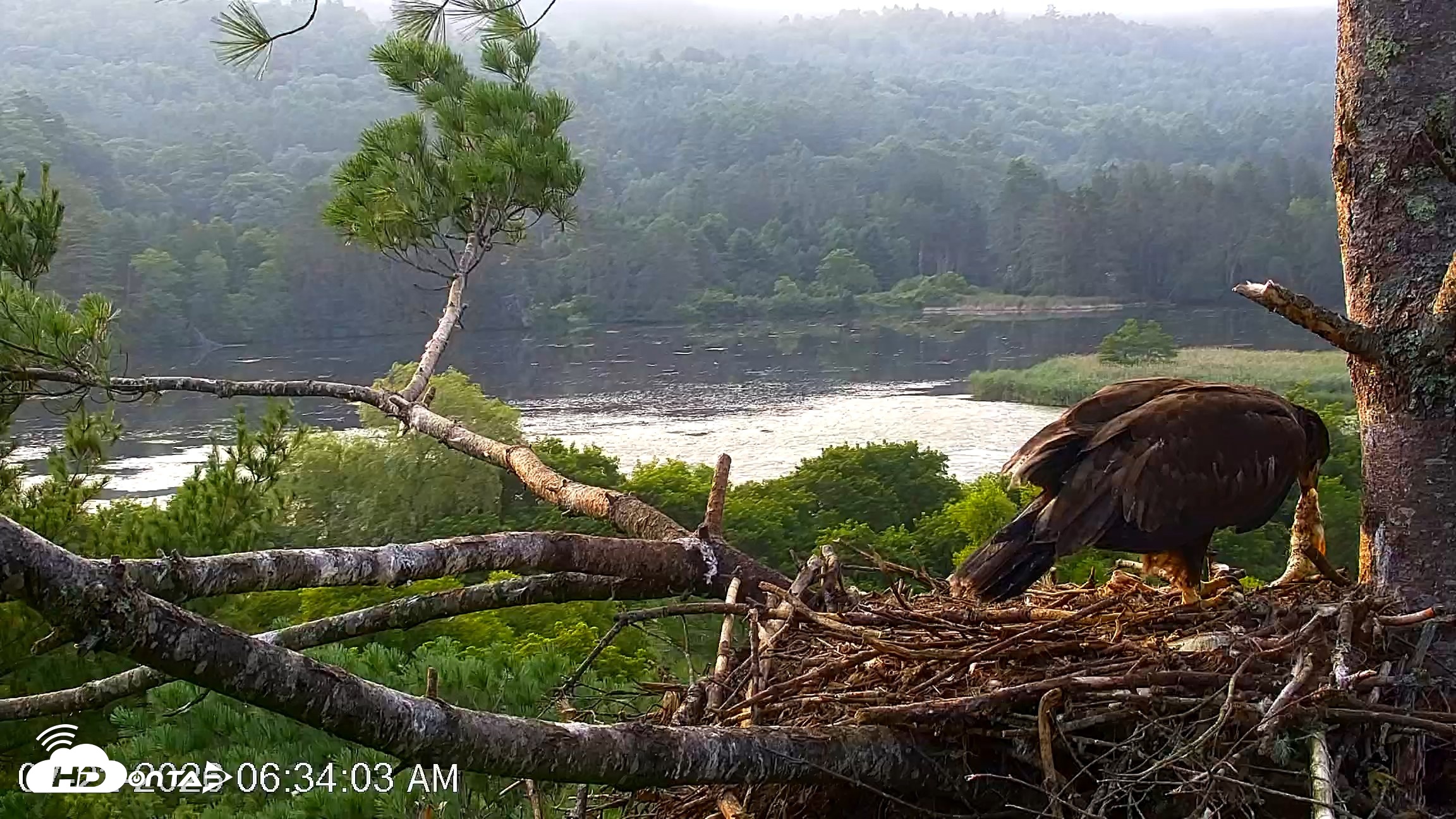 Snapshot of VINS Bald Eagles Nest Live Cams taken Jul 22, 2026, 6:34am EDT