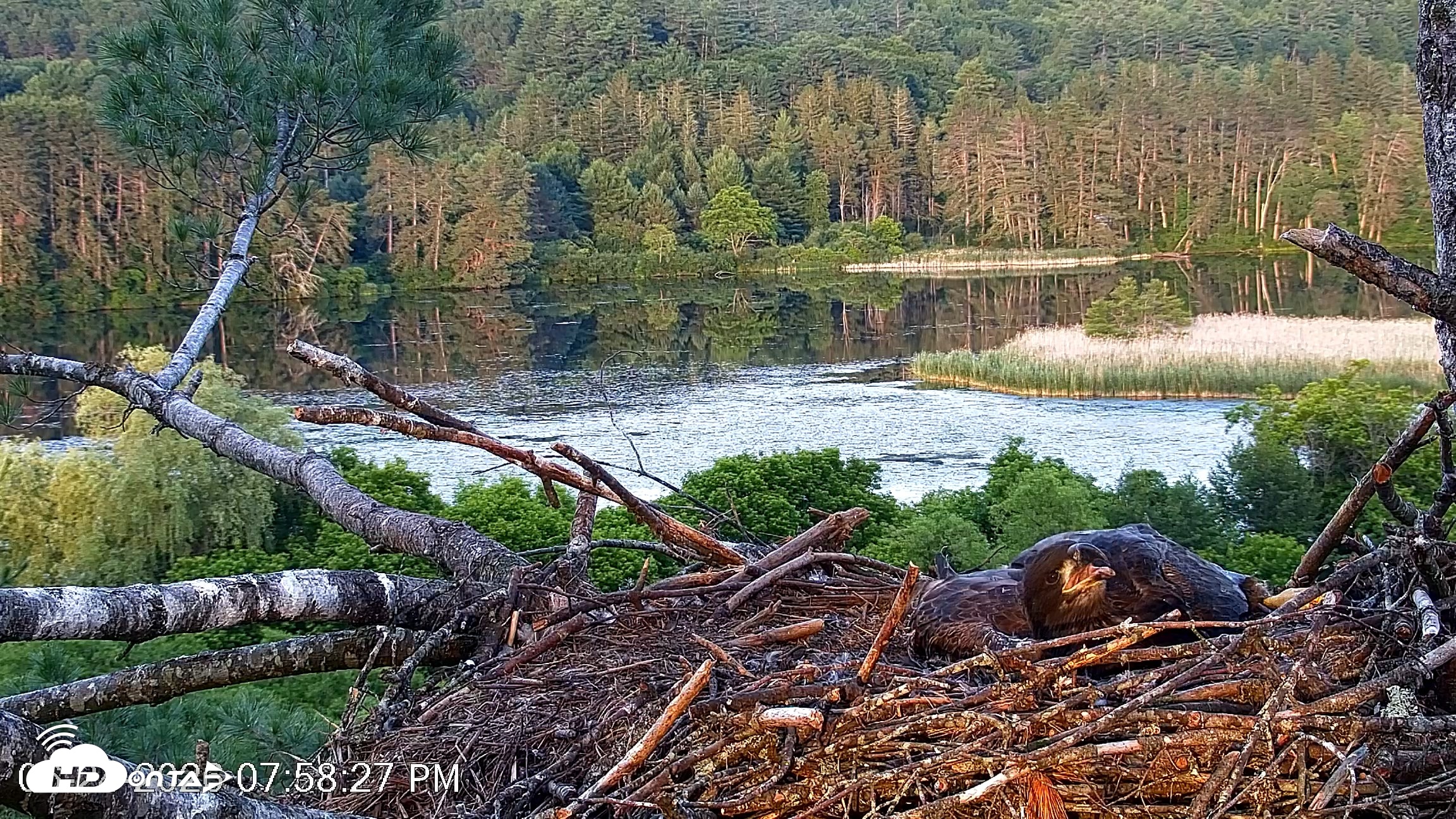 Snapshot of VINS Bald Eagles Nest Live Cams taken Jun 24, 2026, 7:59pm EDT