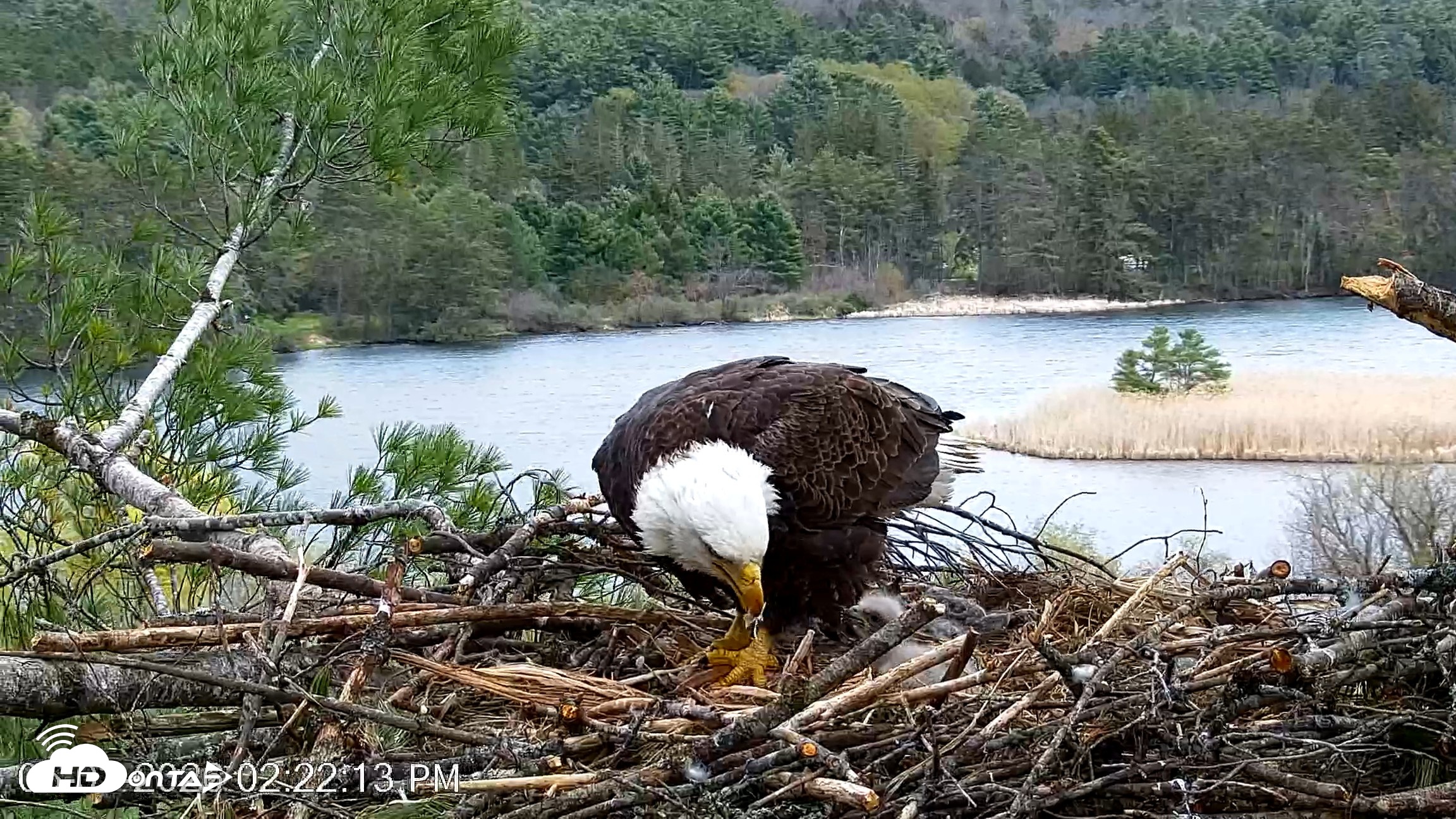 Snapshot of VINS Bald Eagles Nest Live Cams taken May 3, 2026, 2:23pm EDT