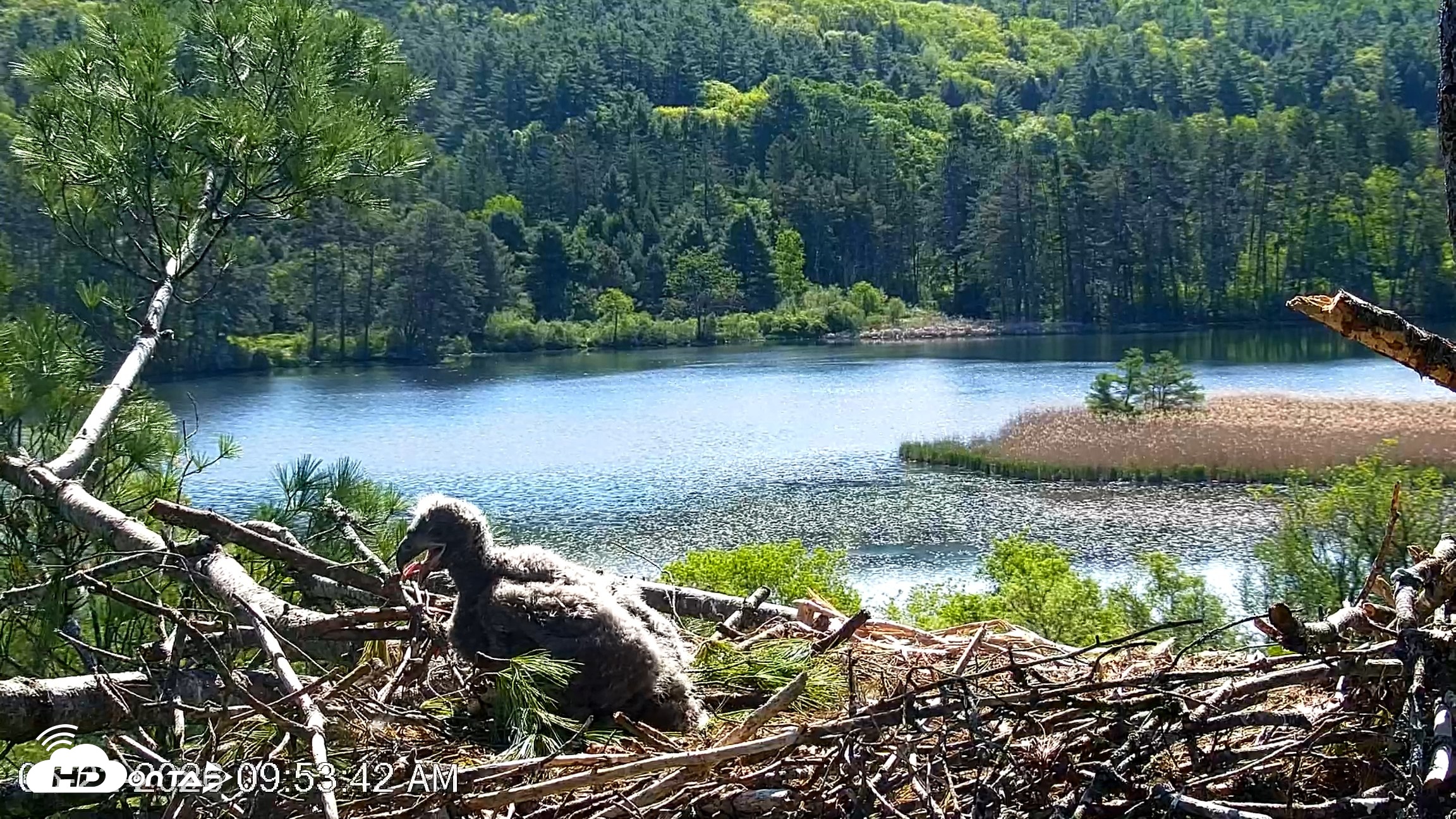 Snapshot of VINS Bald Eagles Nest Live Cams taken May 22, 2026, 9:54am EDT