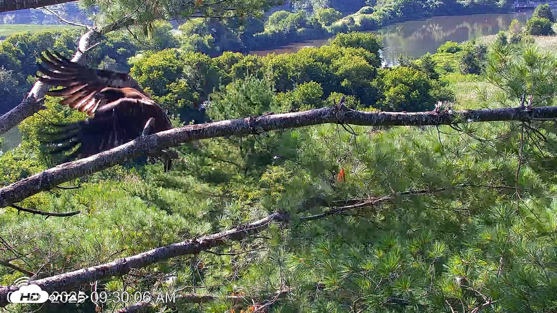 Snapshot of VINS Bald Eagles Nest Live Cams taken Jul 26, 2026, 9:30am EDT