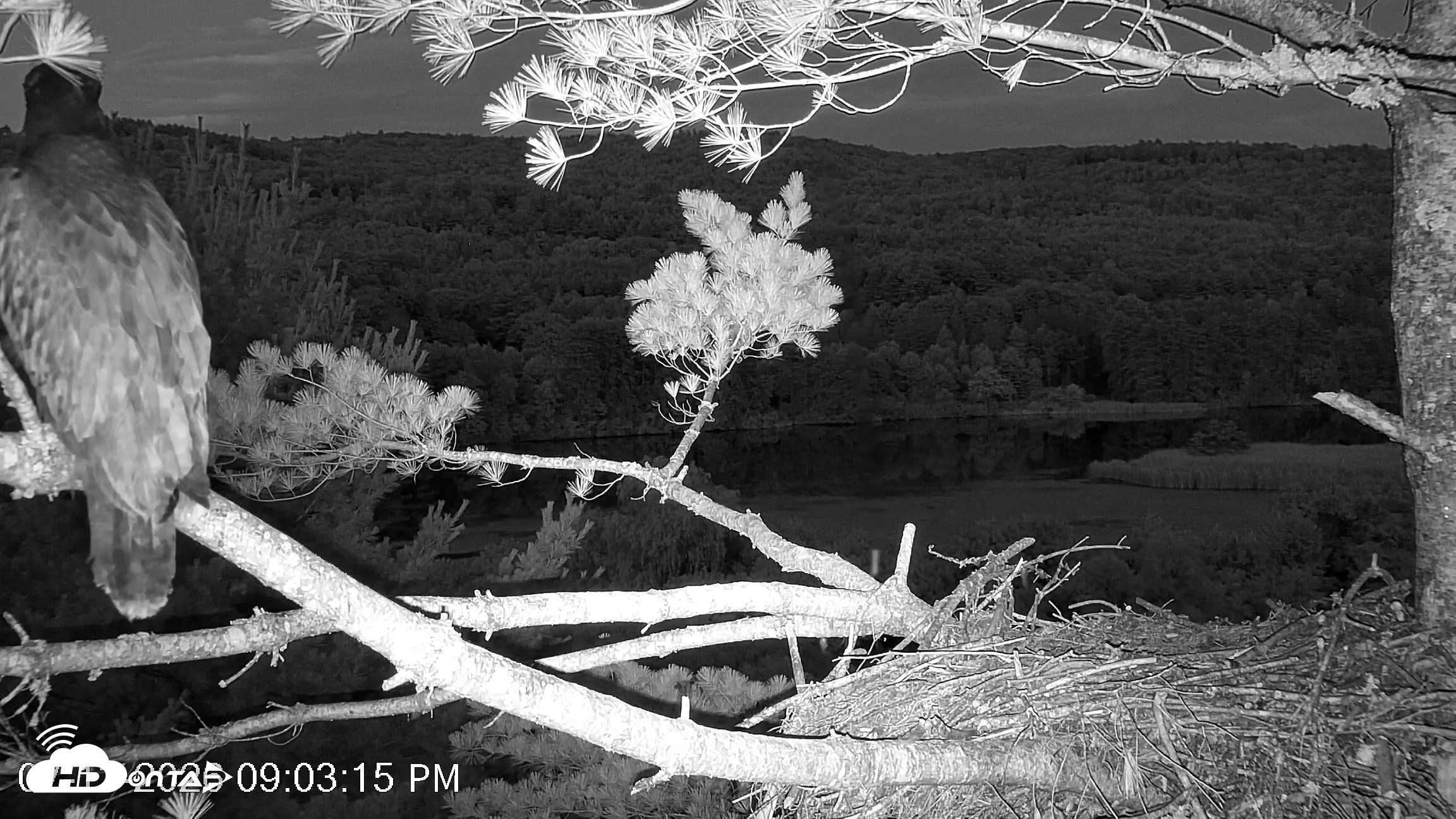 Snapshot of VINS Bald Eagles Nest Live Cams taken Jul 13, 2026, 9:04pm EDT