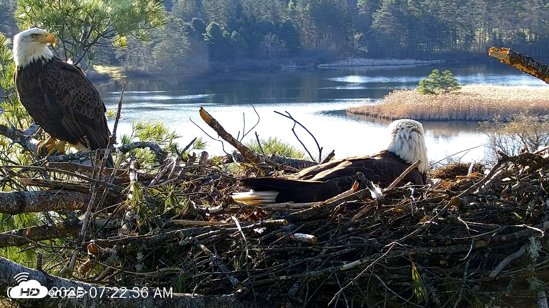 Snapshot of VINS Bald Eagles Nest Live Cams taken Apr 24, 2026, 7:23am EDT