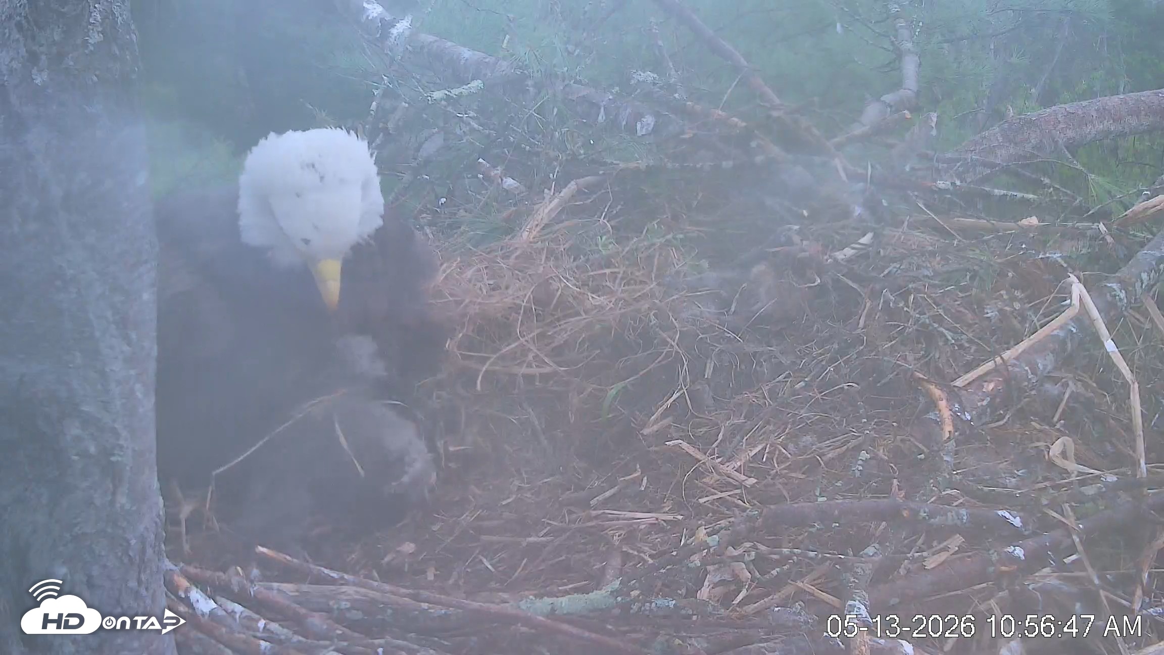 Snapshot of VINS Bald Eagles Nest Live Cams taken May 13, 2026, 10:57am EDT