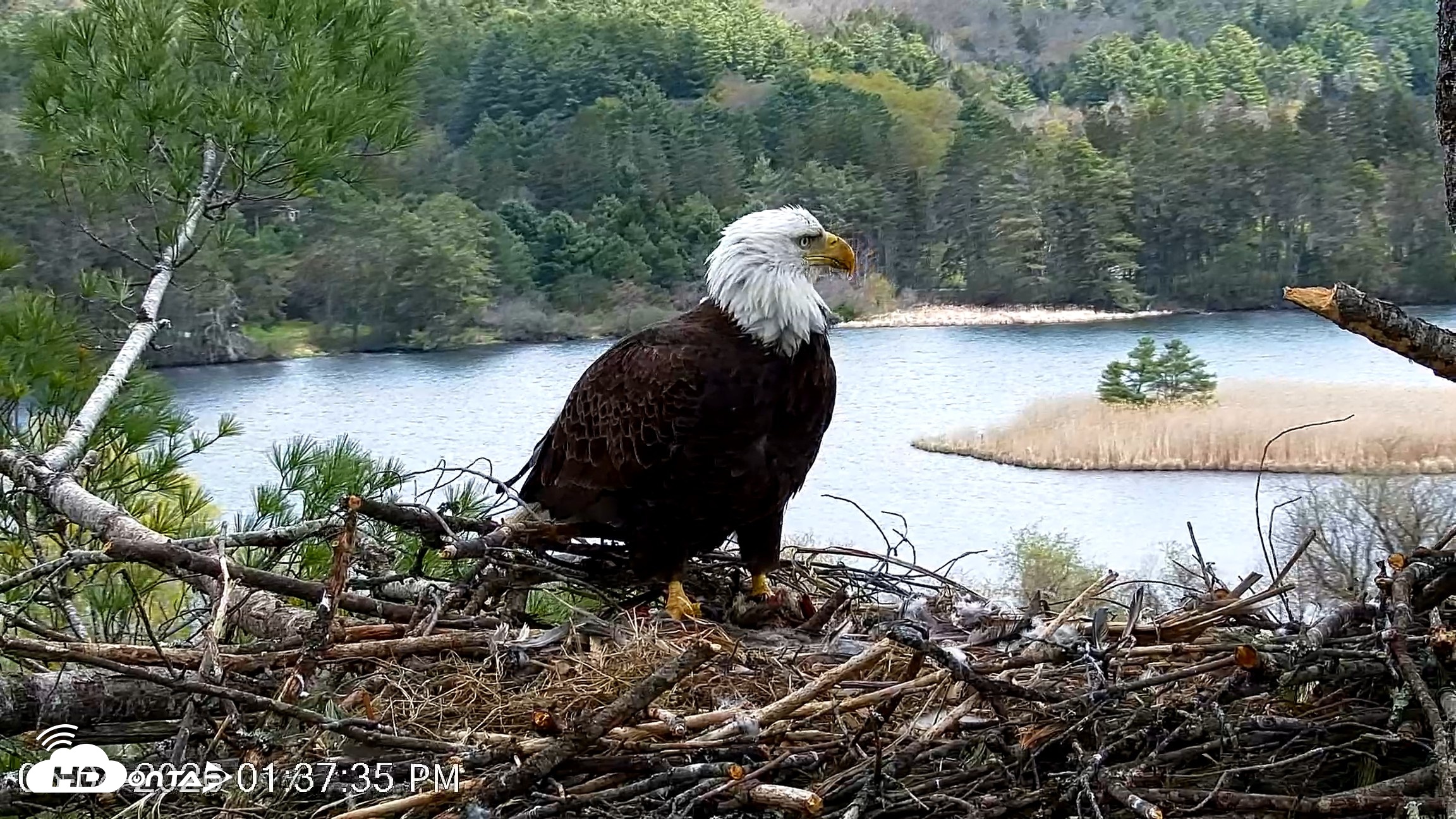 Snapshot of VINS Bald Eagles Nest Live Cams taken May 4, 2026, 1:38pm EDT