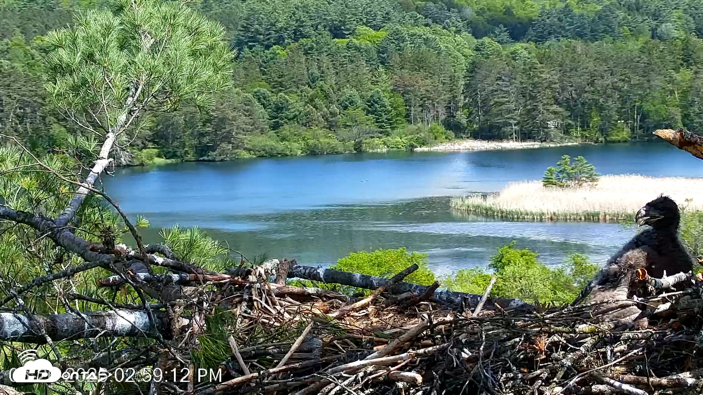 Snapshot of VINS Bald Eagles Nest Live Cams taken May 26, 2026, 3:00pm EDT