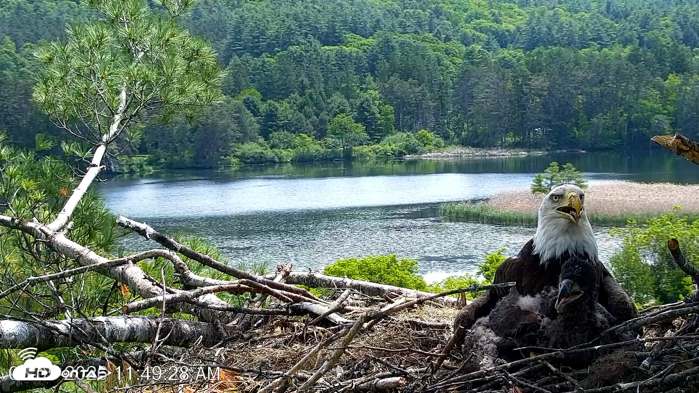 Snapshot of VINS Bald Eagles Nest Live Cams taken Jun 5, 2026, 11:51am EDT