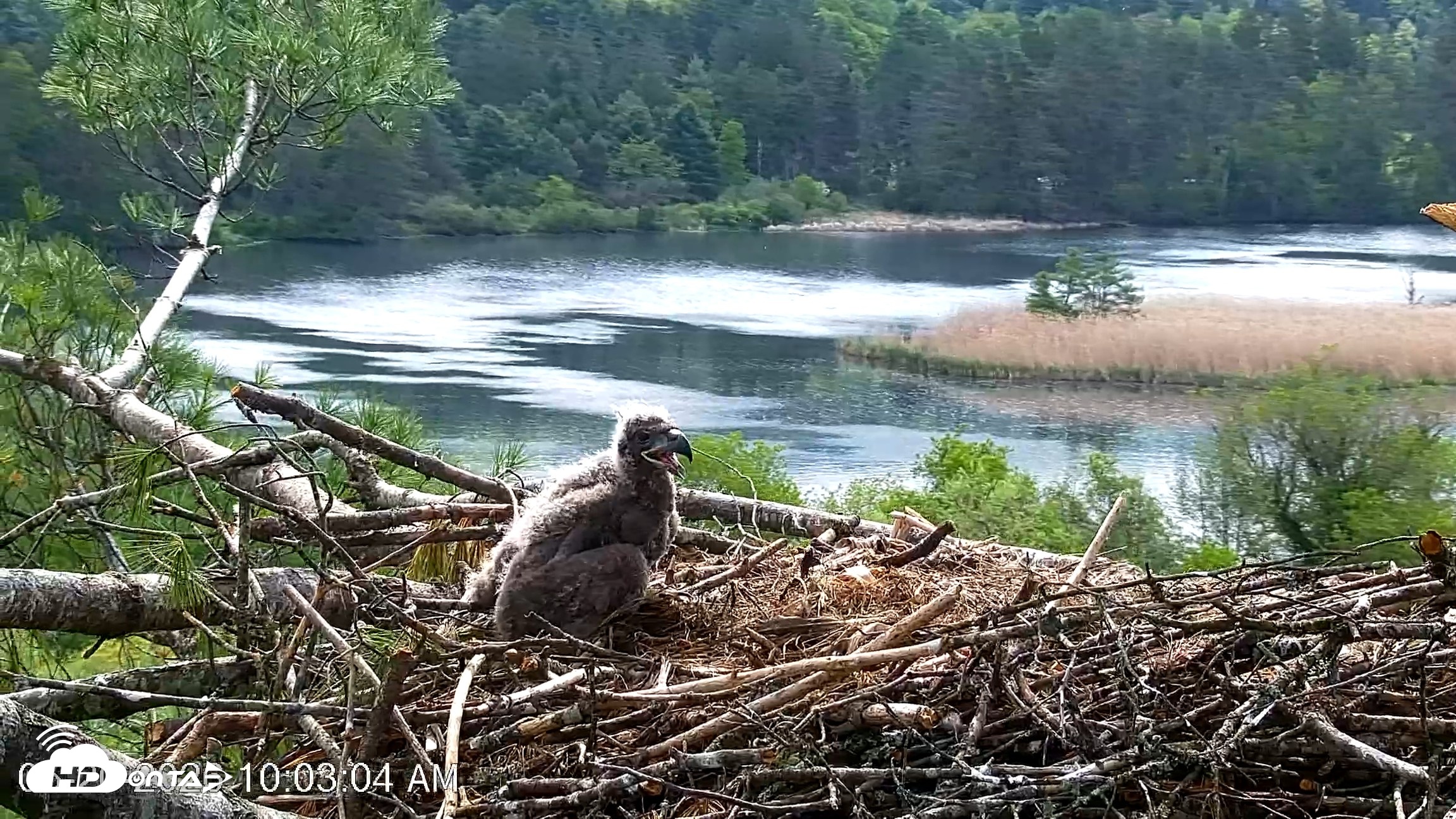 Snapshot of VINS Bald Eagles Nest Live Cams taken May 20, 2026, 10:04am EDT