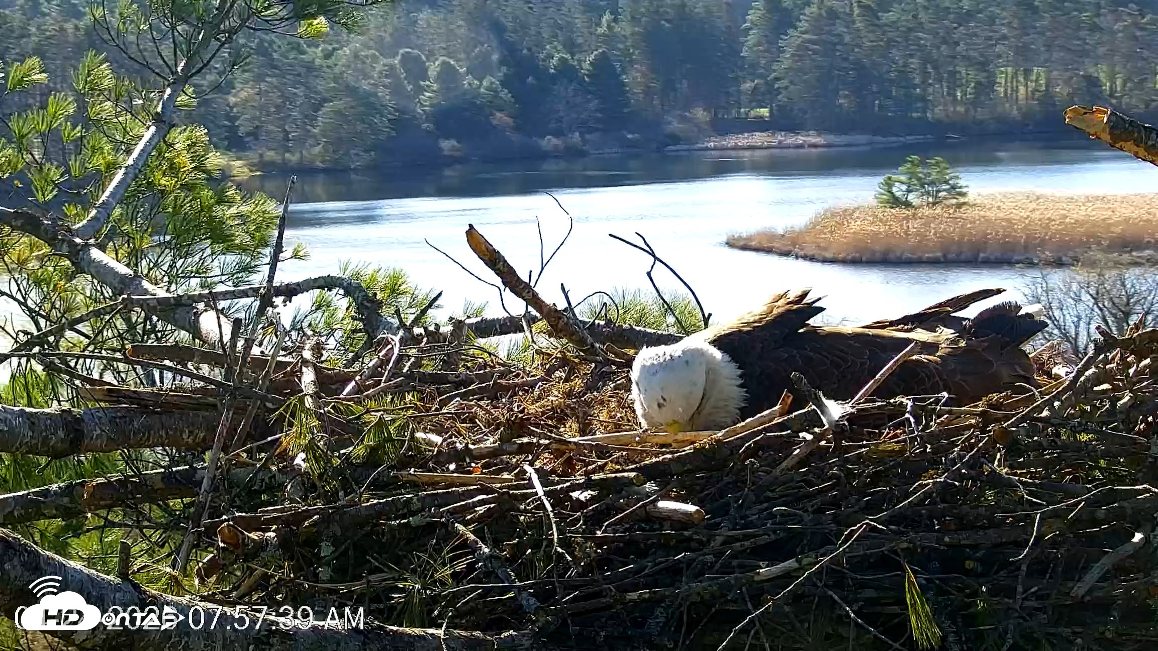 Snapshot of VINS Bald Eagles Nest Live Cams taken Apr 24, 2026, 7:58am EDT