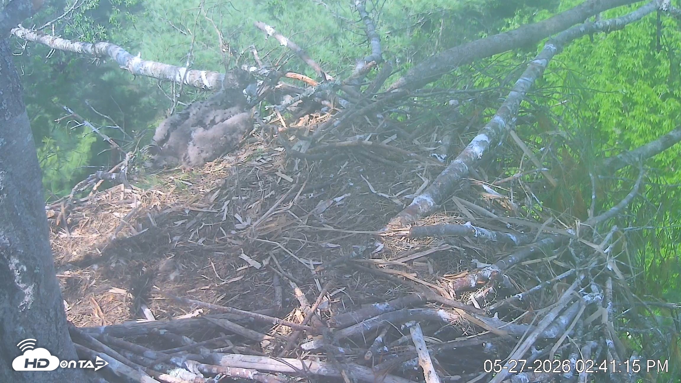 Snapshot of VINS Bald Eagles Nest Live Cams taken May 27, 2026, 2:41pm EDT