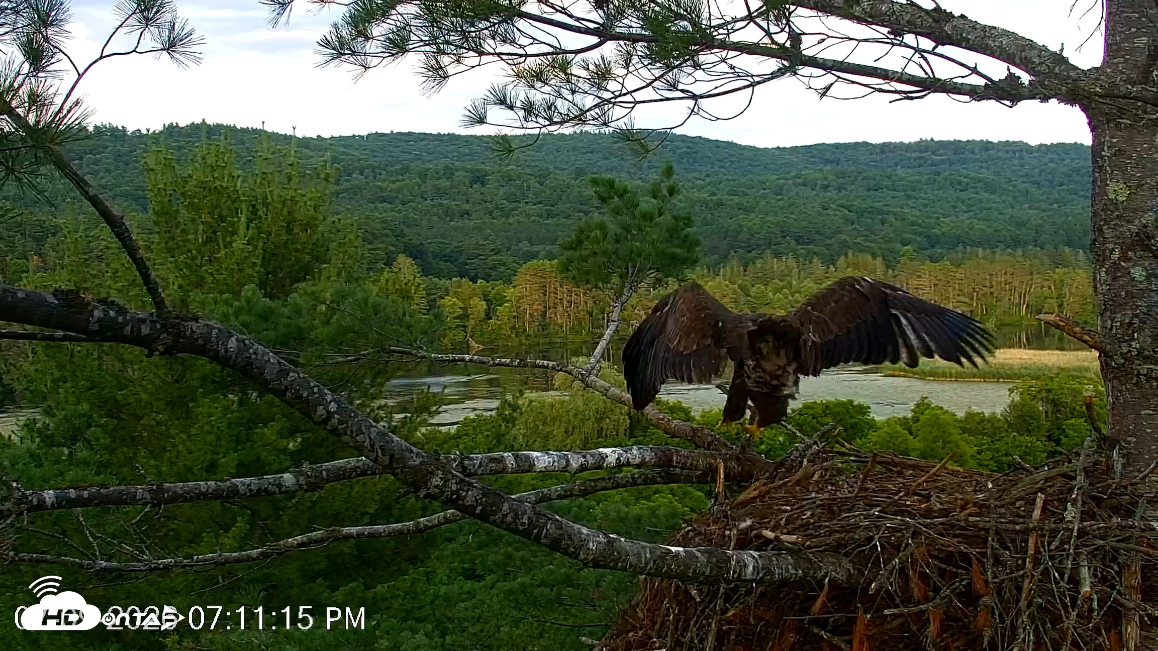 Snapshot of VINS Bald Eagles Nest Live Cams taken Jul 9, 2026, 7:11pm EDT