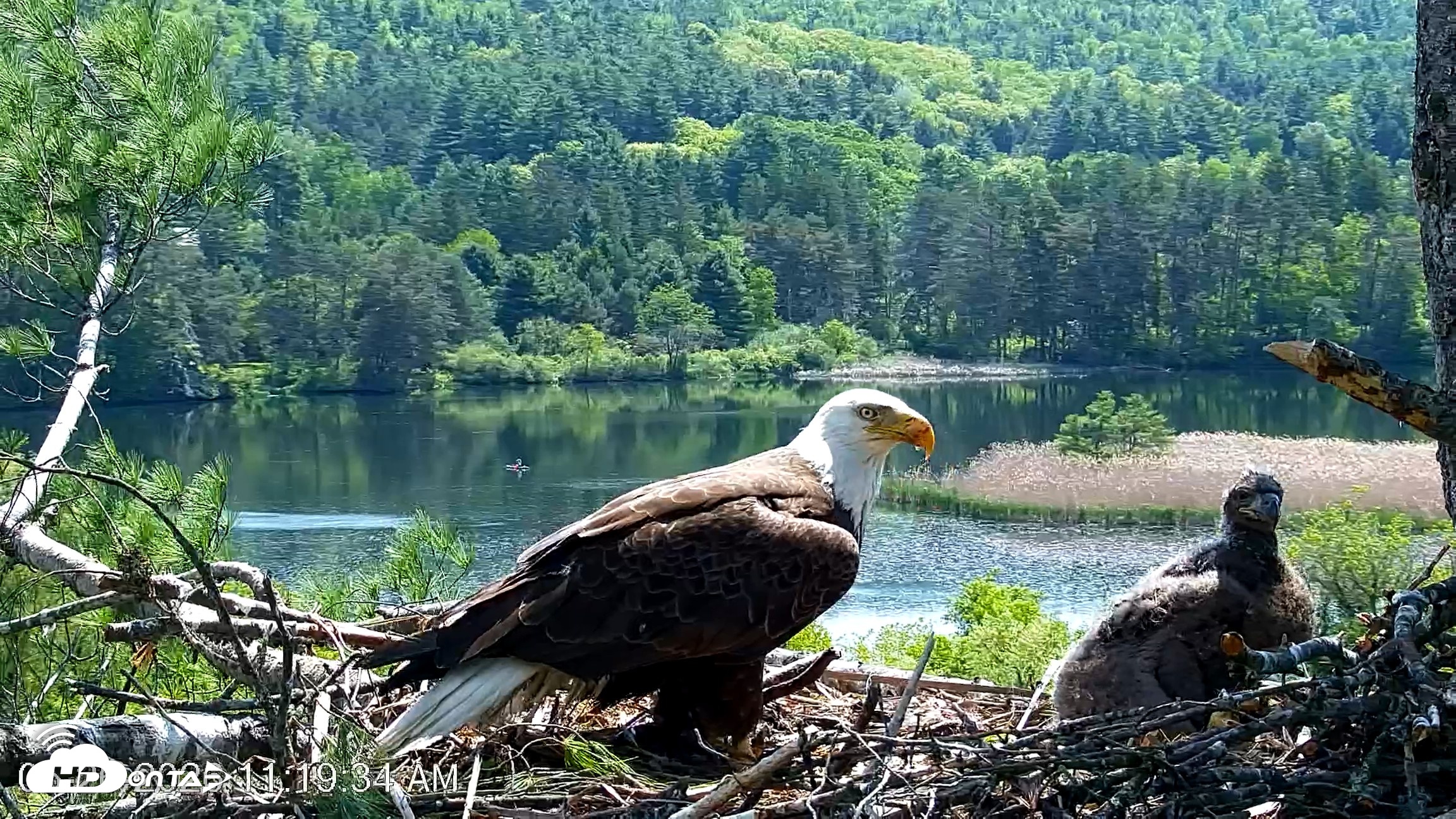 Snapshot of VINS Bald Eagles Nest Live Cams taken May 26, 2026, 11:20am EDT