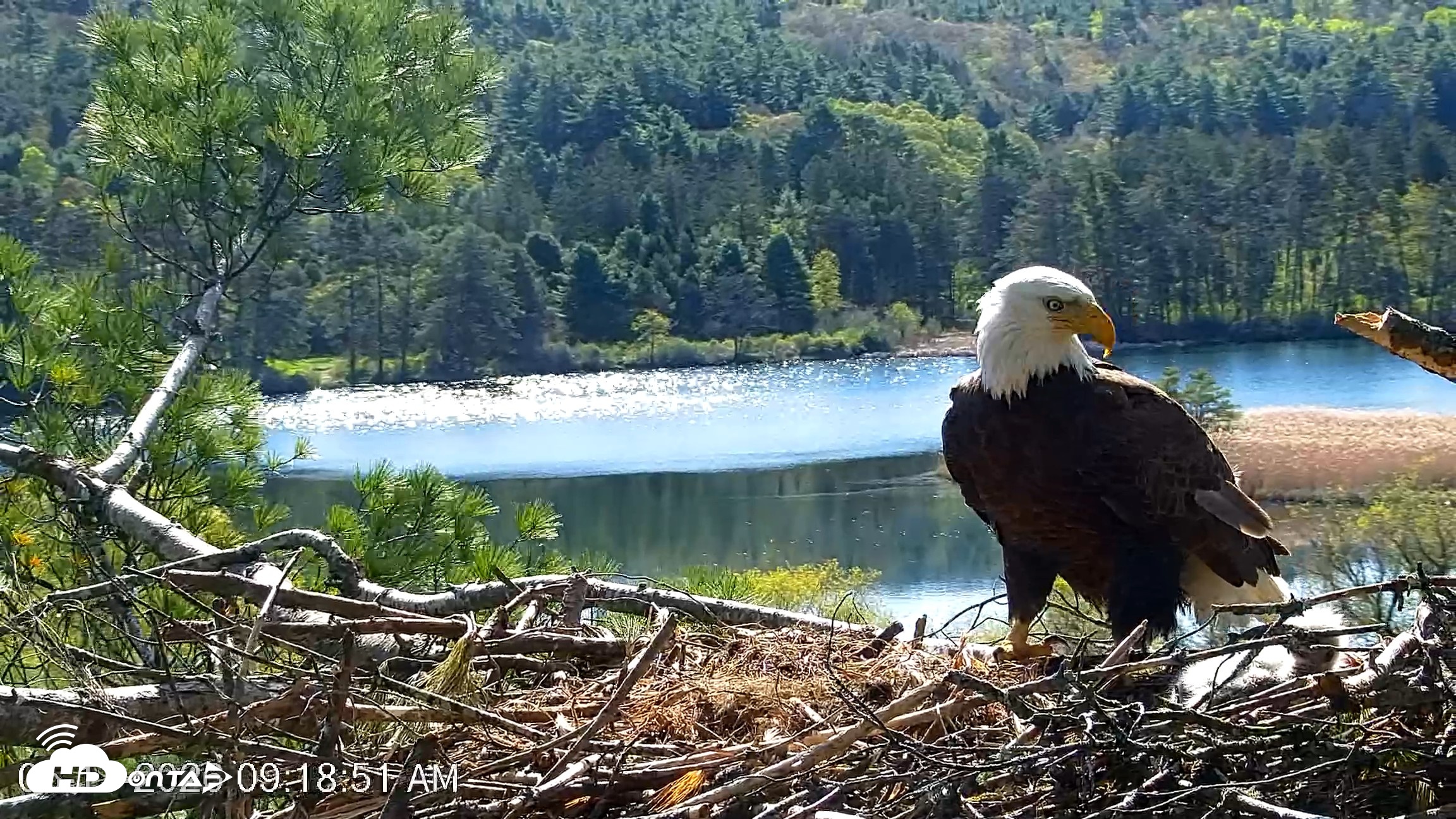 Snapshot of VINS Bald Eagles Nest Live Cams taken May 11, 2026, 9:19am EDT