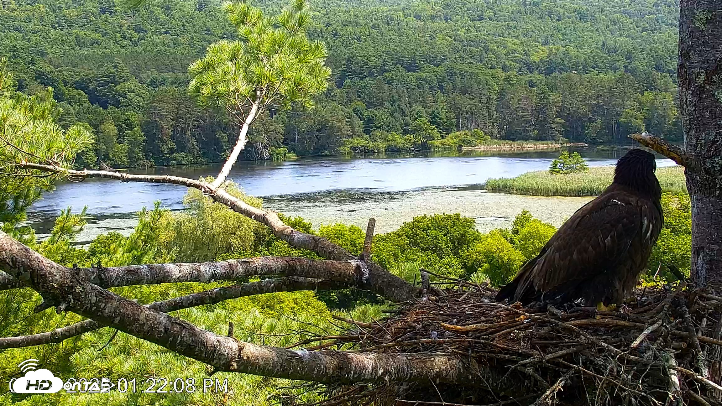 Snapshot of VINS Bald Eagles Nest Live Cams taken Jul 24, 2026, 1:22pm EDT