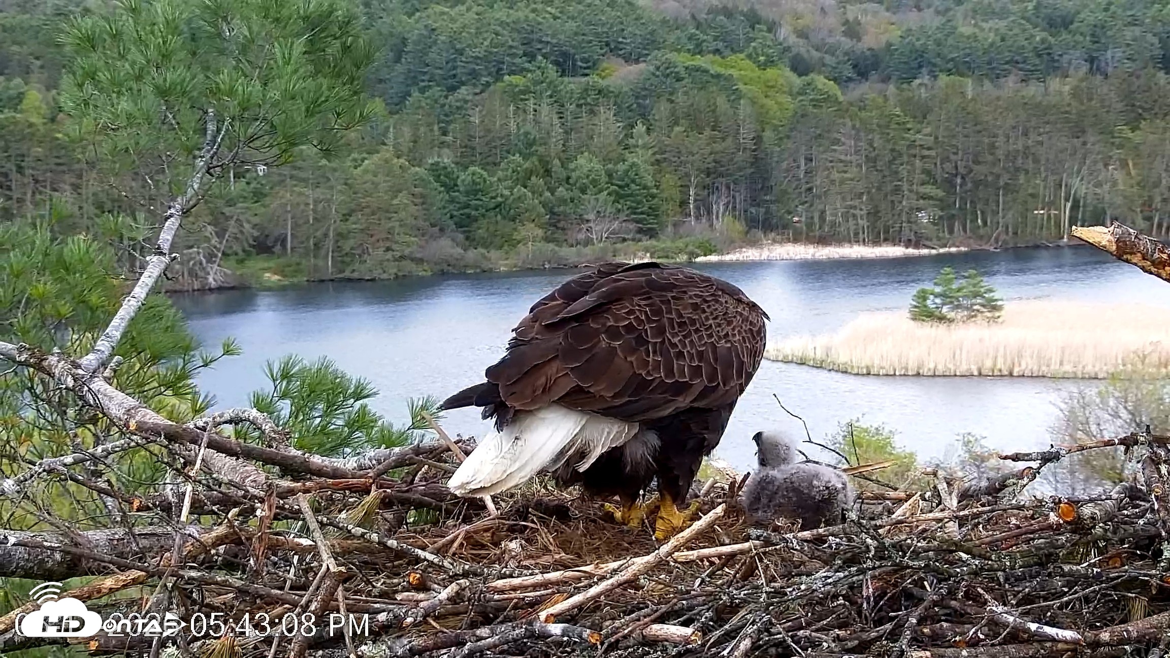 Snapshot of VINS Bald Eagles Nest Live Cams taken May 11, 2026, 5:43pm EDT