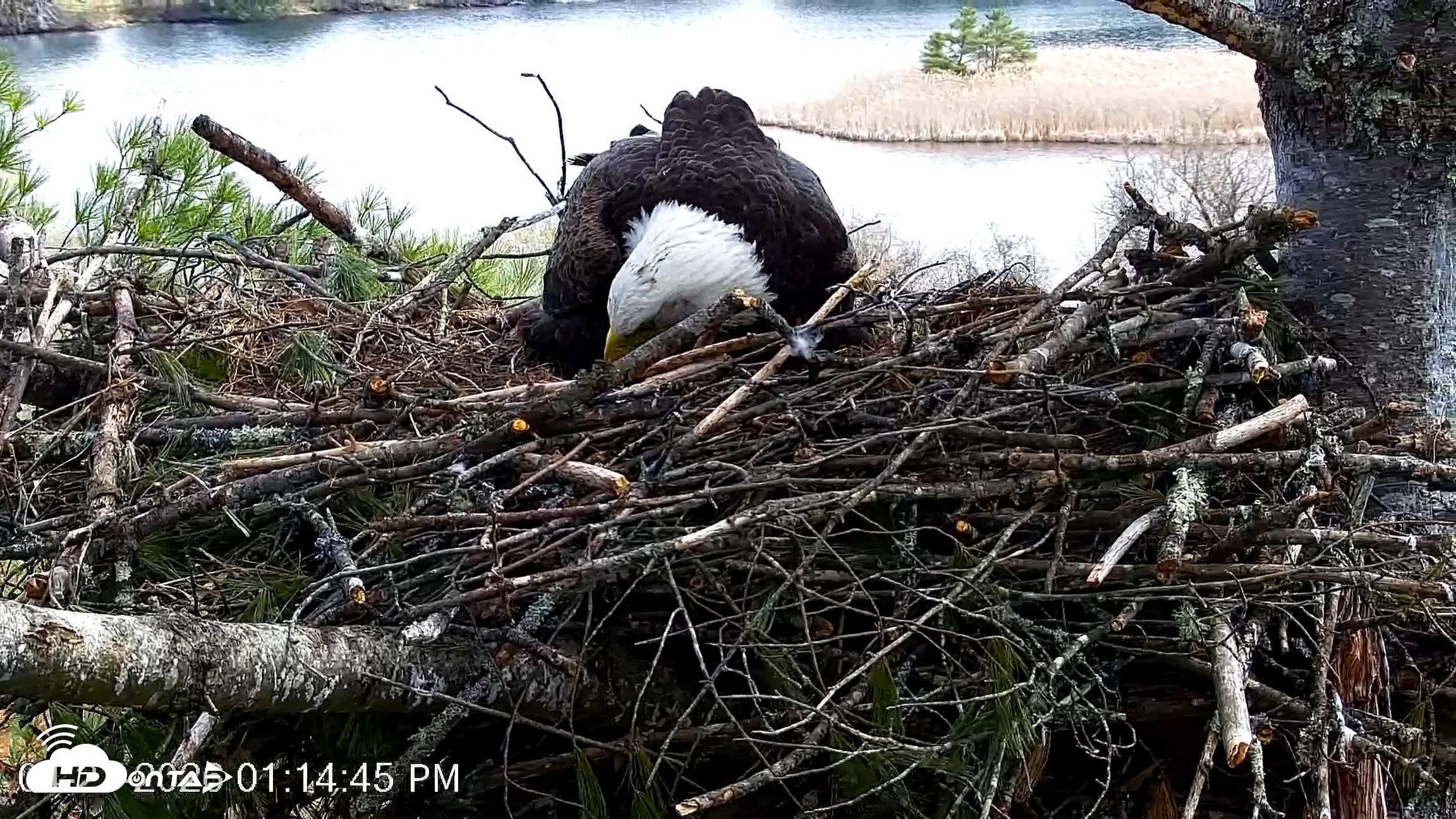 Snapshot of VINS Bald Eagles Nest Live Cams taken Apr 21, 2026, 1:15pm EDT